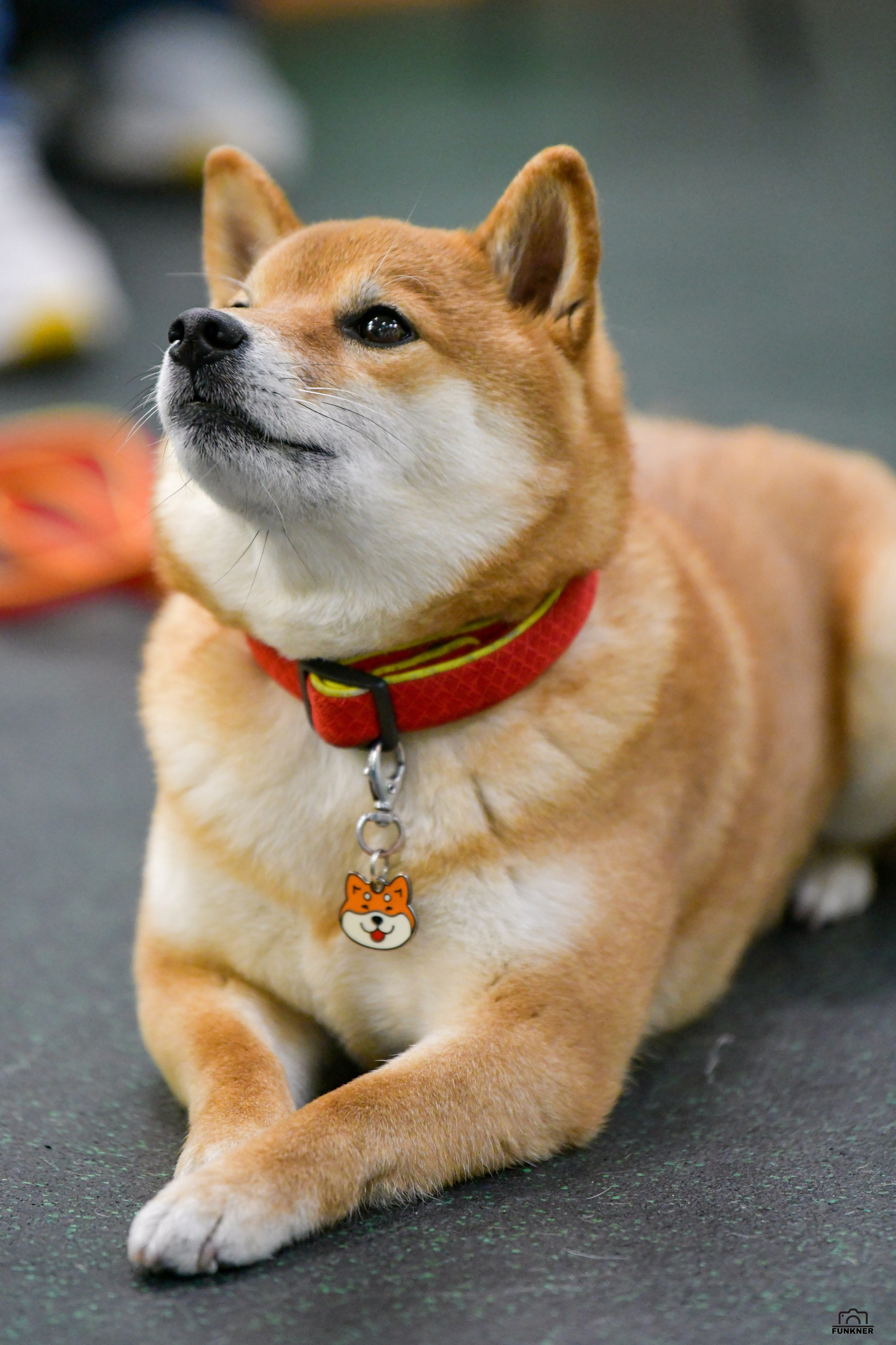 Кинологический клуб «Бодрый хвост». Свой взгляд через объектив