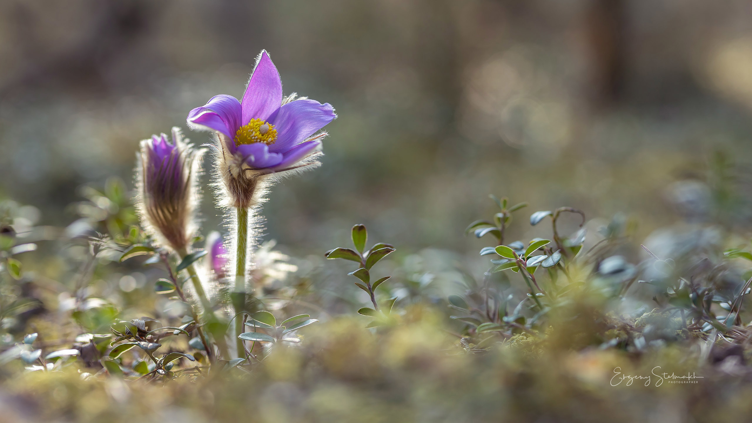 макро съёмка Сон-травы