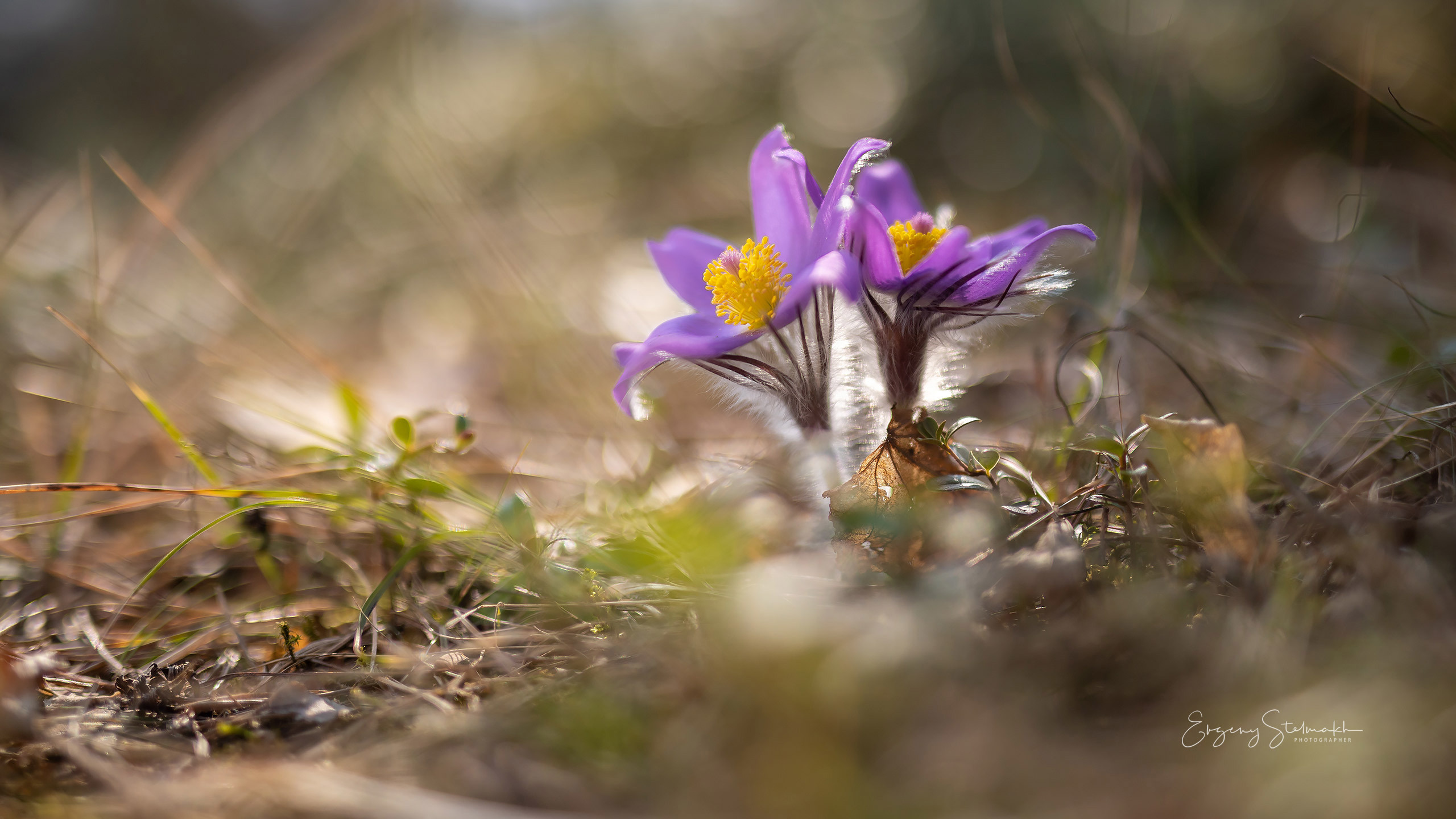макро съёмка Сон-травы