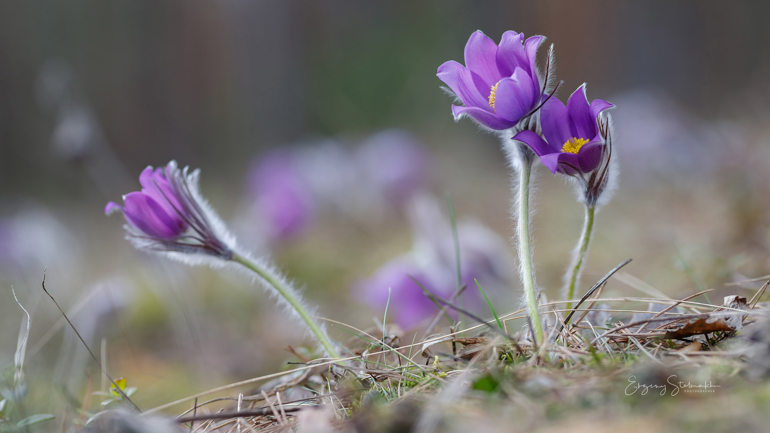 макро съёмка Сон-травы