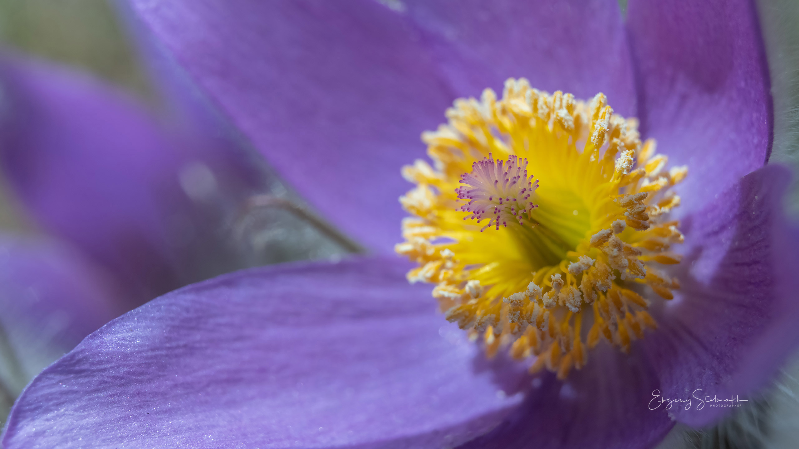 макро съёмка Сон-травы