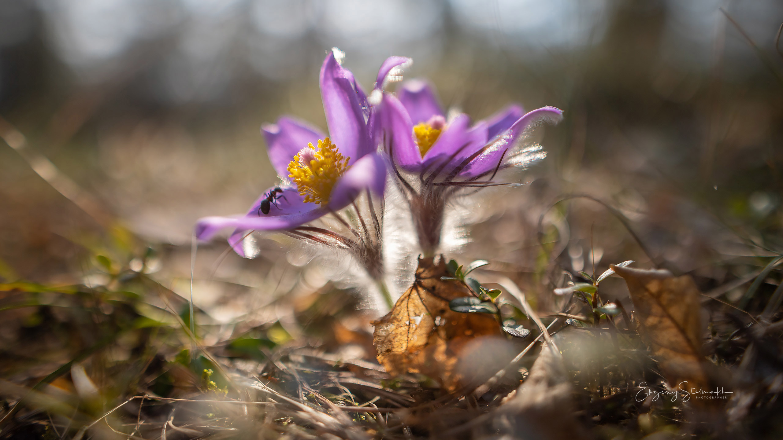 макро съёмка Сон-травы