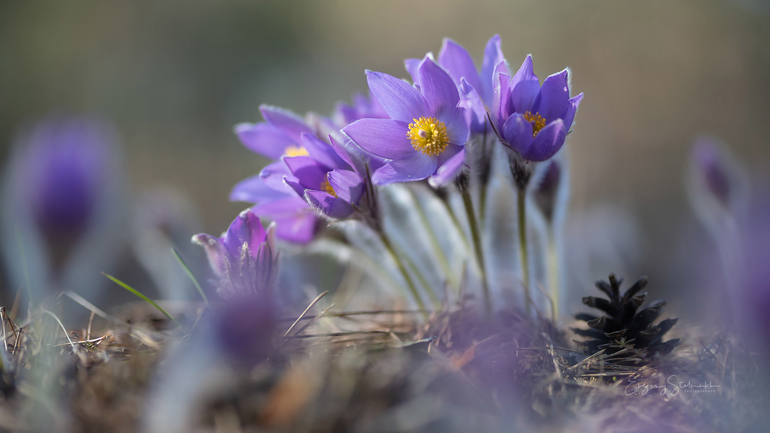 макро съёмка Сон-травы