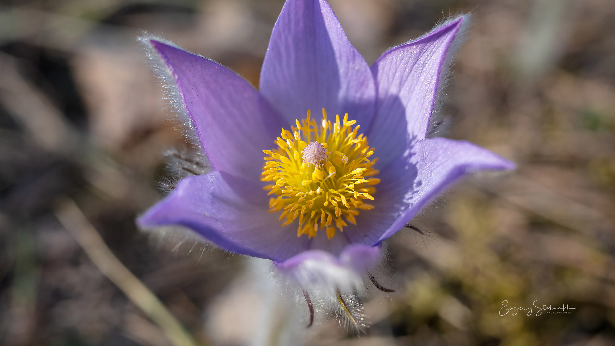 макро съёмка Сон-травы