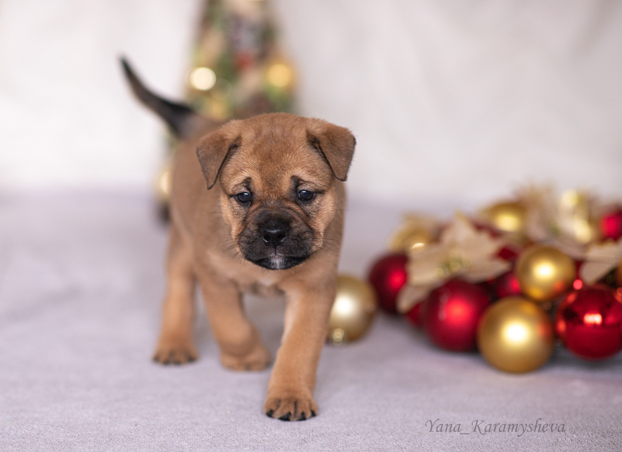 Помёты. Yana Karamysheva Animal Photo