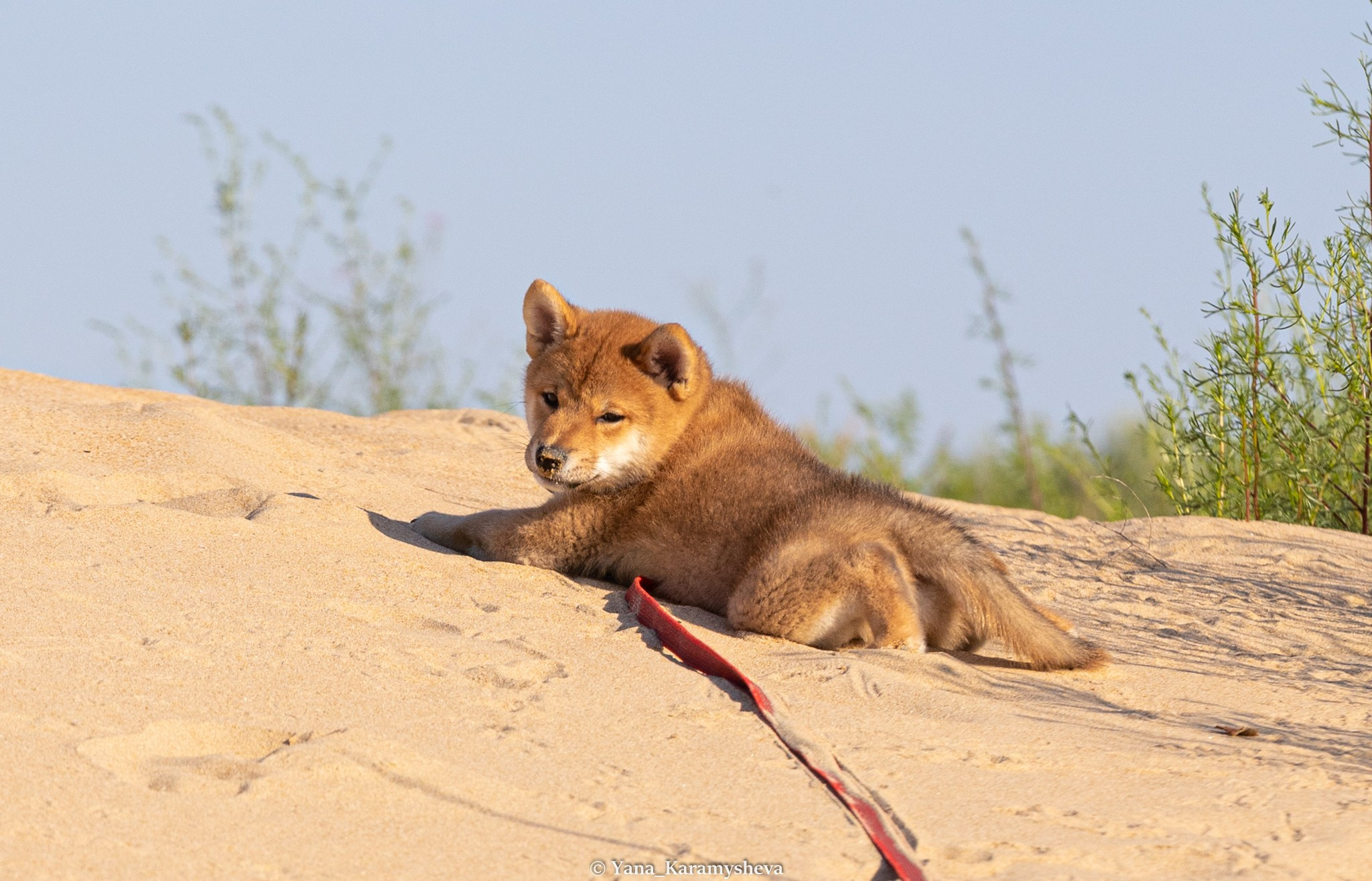Помёты. Yana Karamysheva Animal Photo
