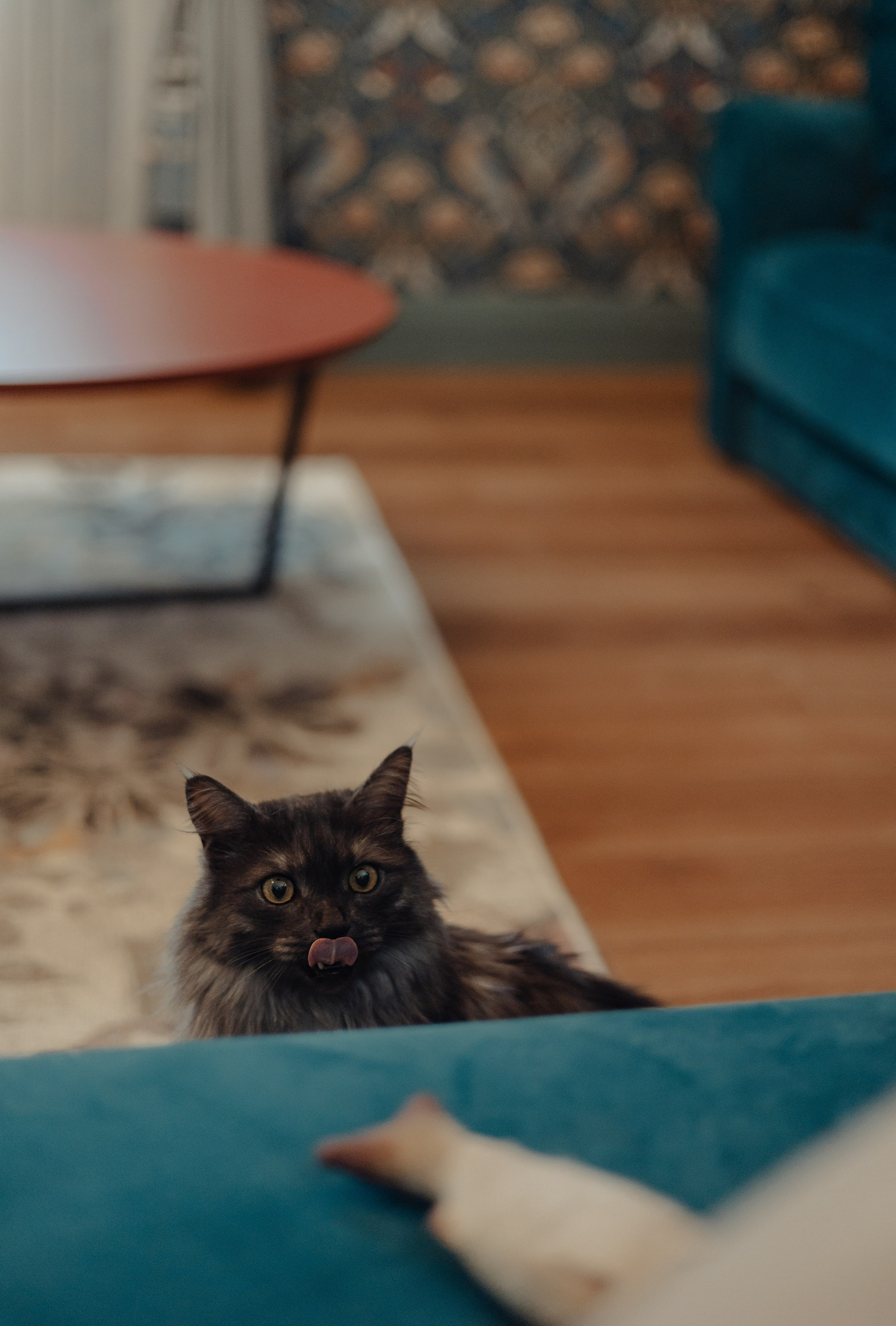 Алина, Илья и их хвосты. Фотограф Анималист Екатерина Справцева в Нижнем Новгороде