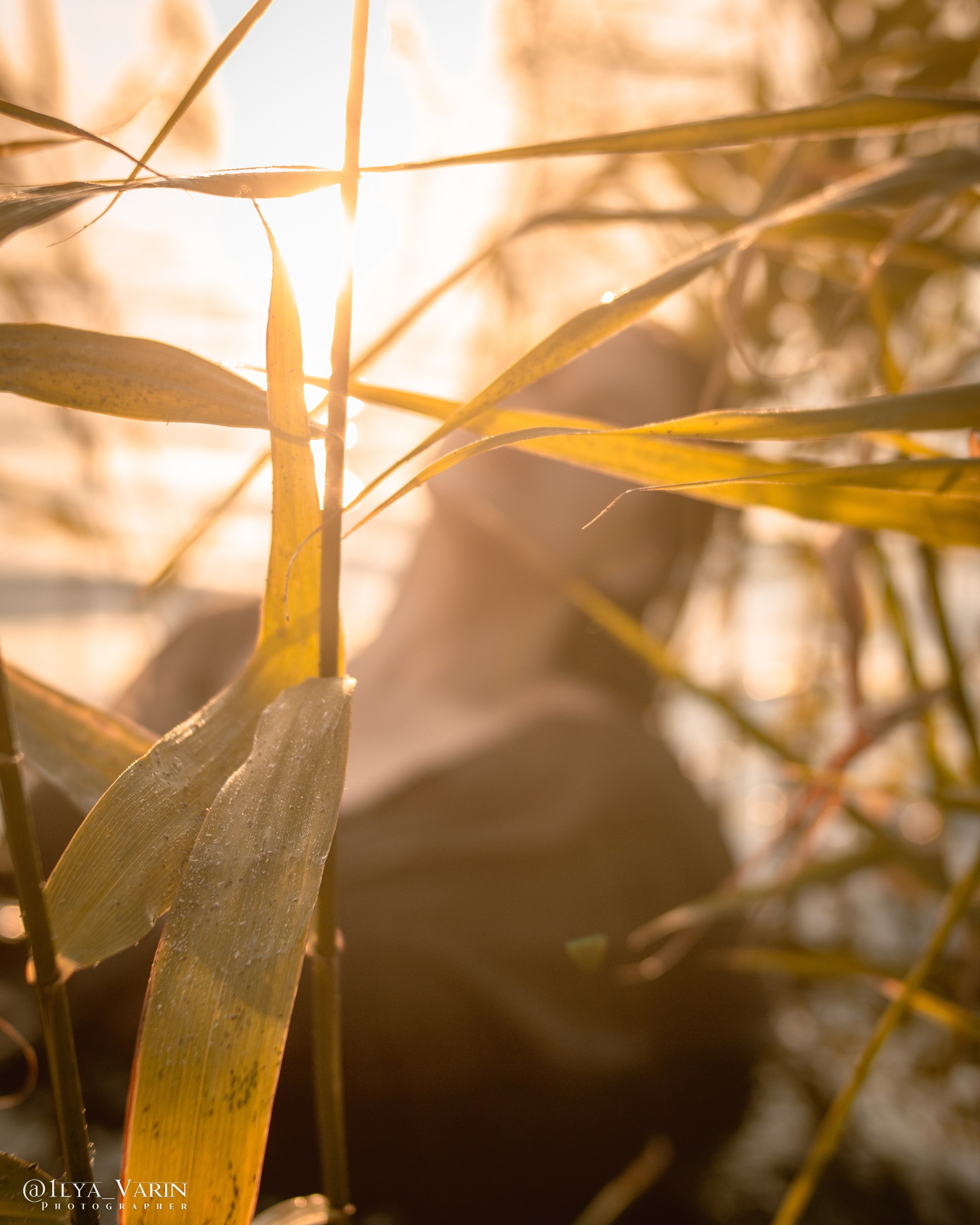 Sophie. Илья Варин — Фотограф Москва, Тверь