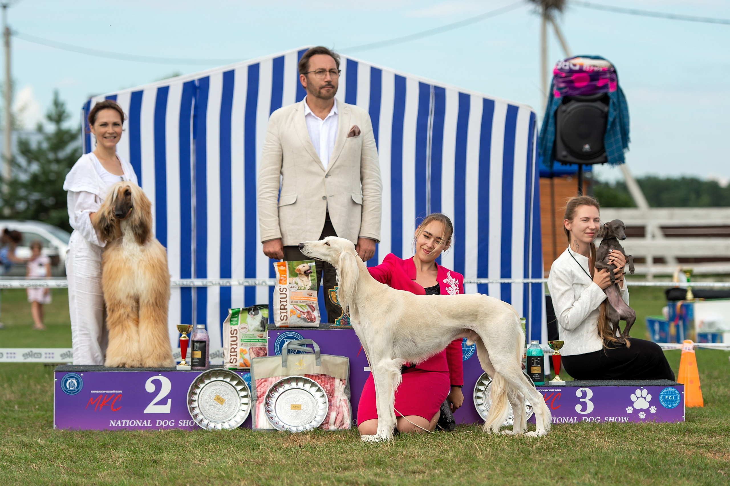 Республиканская выставка собак всех пород. Галерея фотографий афганской борзой