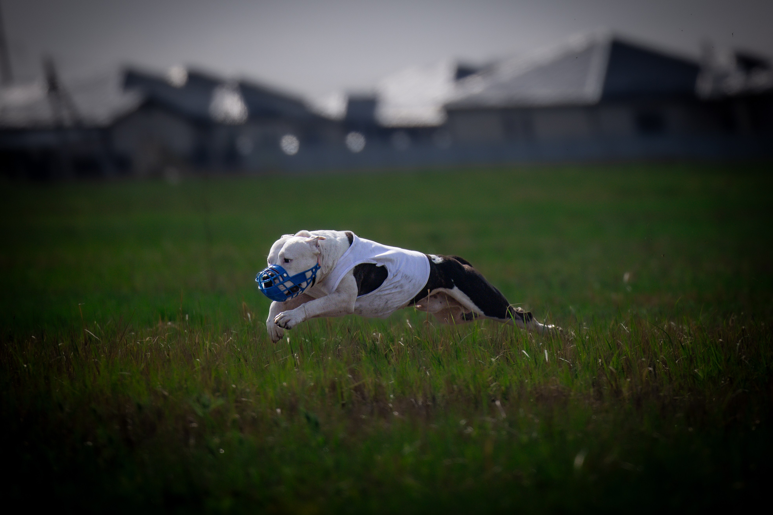 Собаки. Антонина Савельева Фотограф Ставрополь