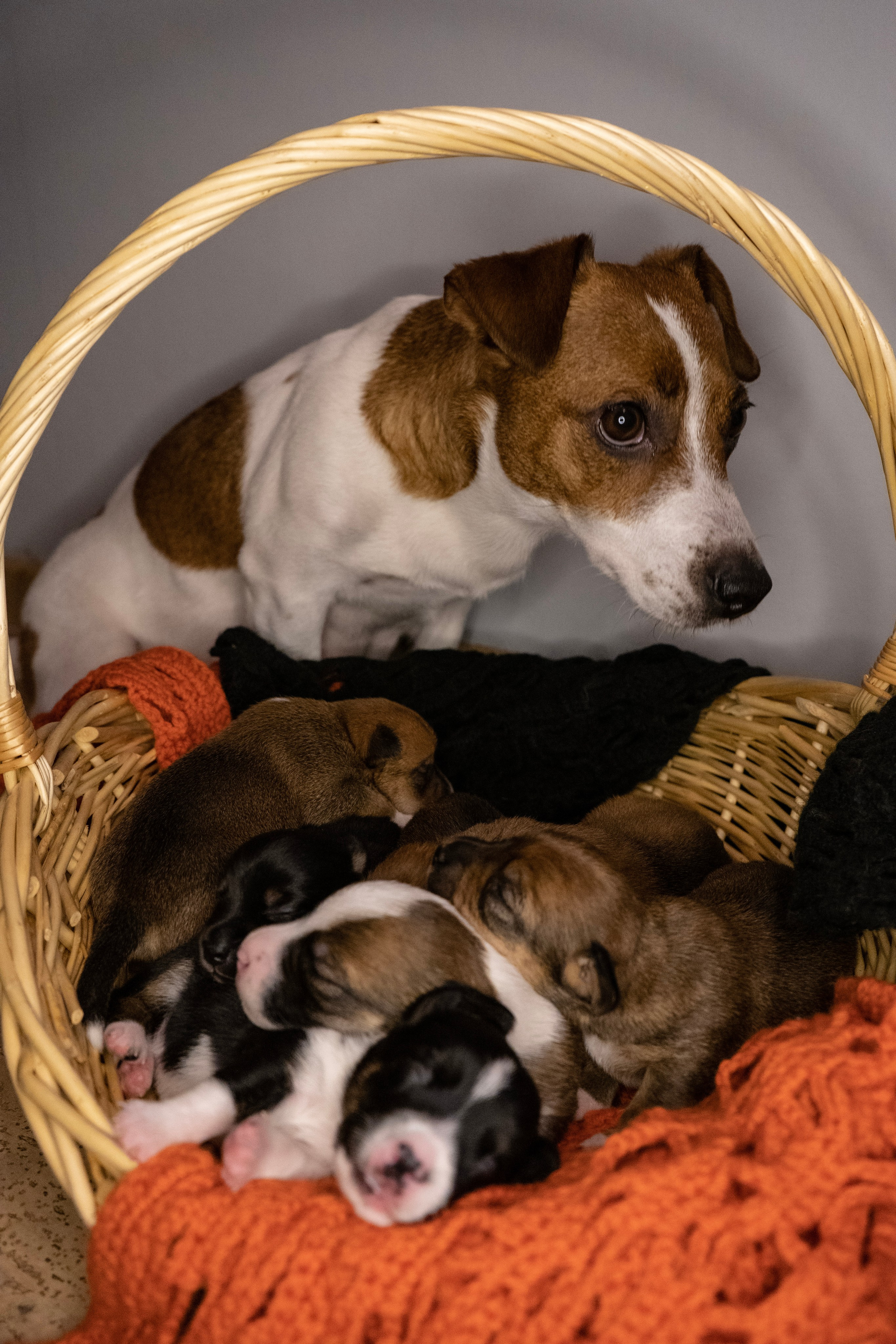 Фотосессии Пушистиков. Фотограф в Санкт-Петербурге Виктория Барышникова