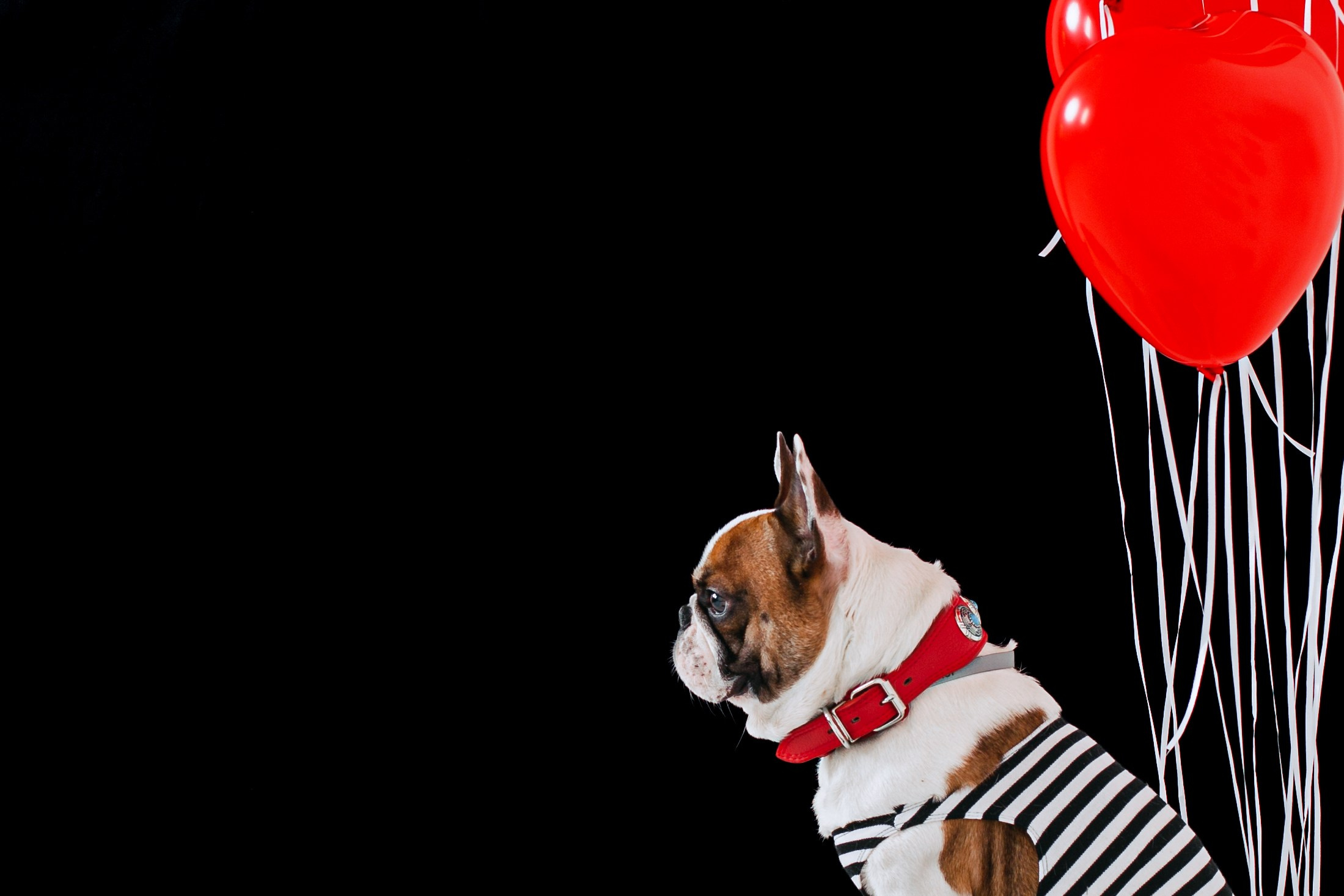 Пижамная вечеринка французских бульдогов и их хозяев. Фотограф-анималист Татьяна Степанова