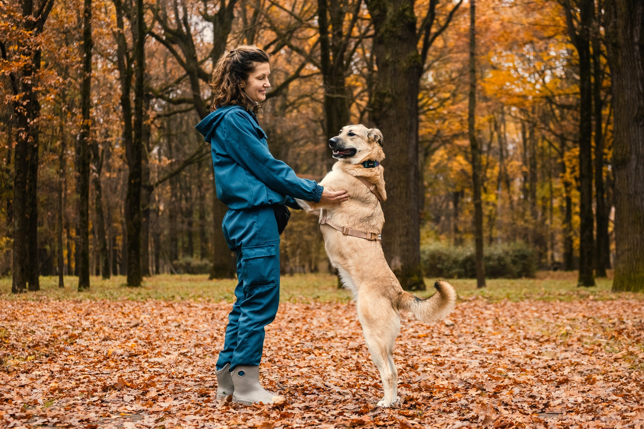 Собаки из приюта Дубовая роща осень 2025. Фотограф-анималист Татьяна Степанова