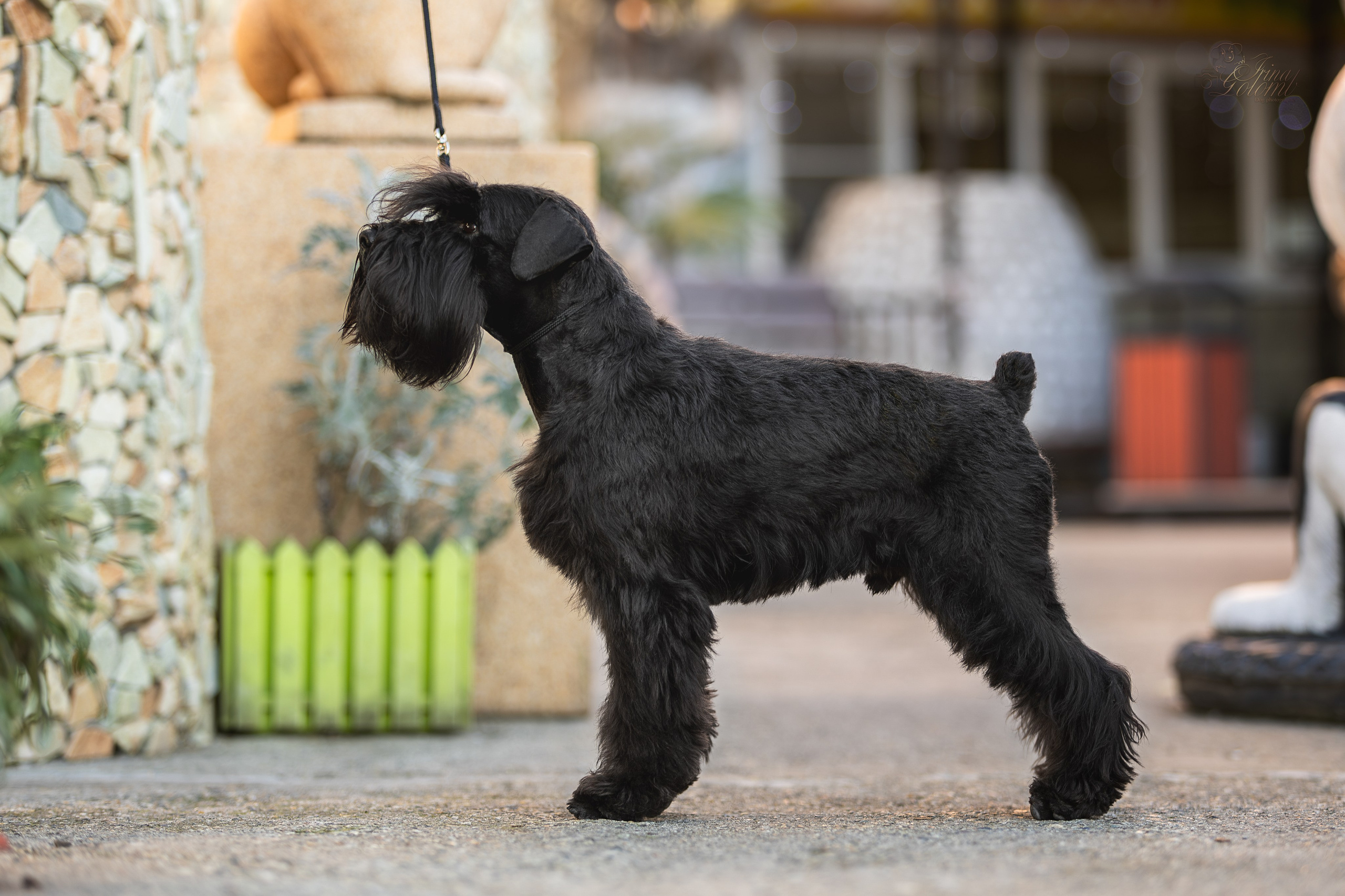 Выставка 25.02.2024. Ирина Голомб|Фотограф-анималист в  Сочи и Калининграде