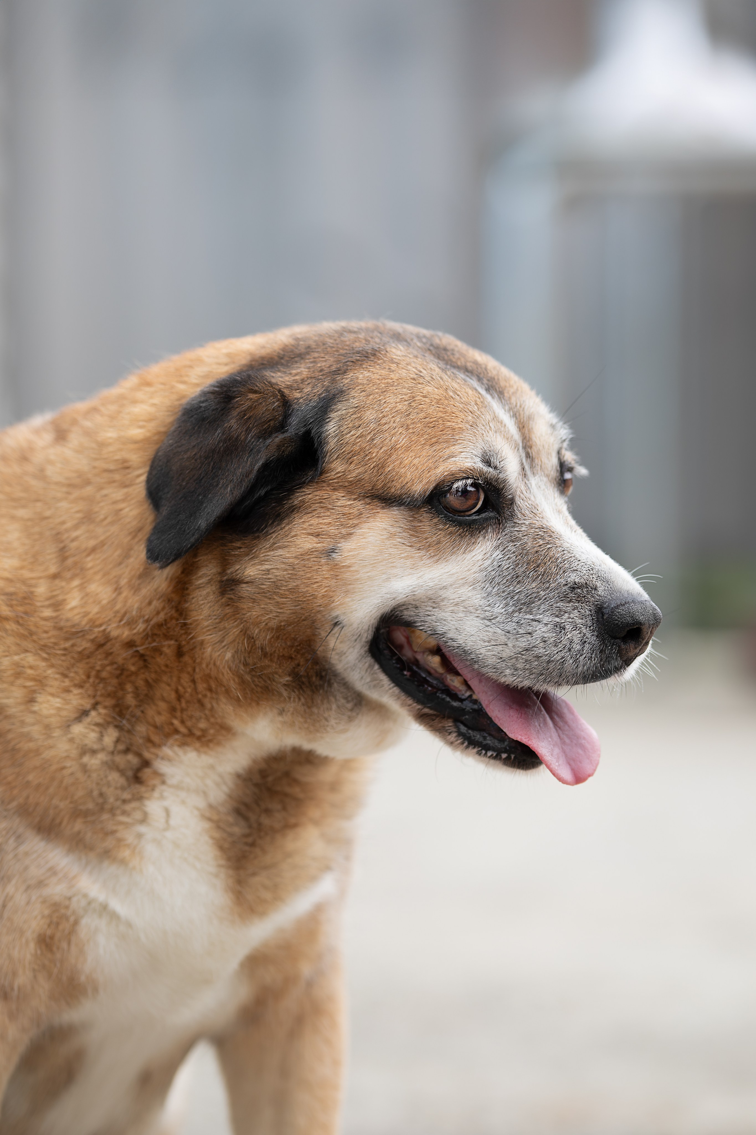 Мини-приют «Возрождение». Ирина Голомб|Фотограф-анималист в  Сочи и Калининграде