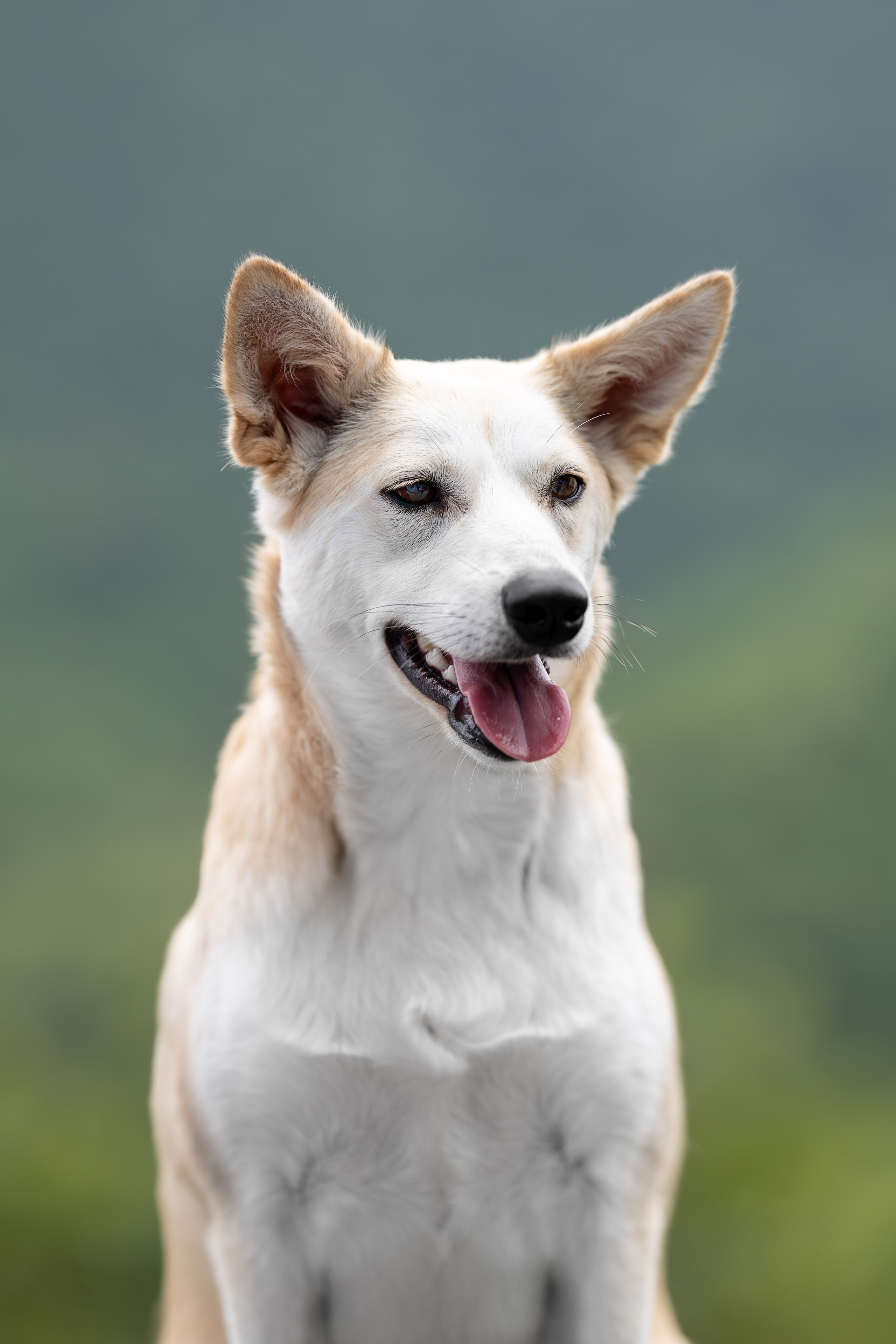 Мини-приют «Возрождение». Ирина Голомб|Фотограф-анималист в  Сочи и Калининграде