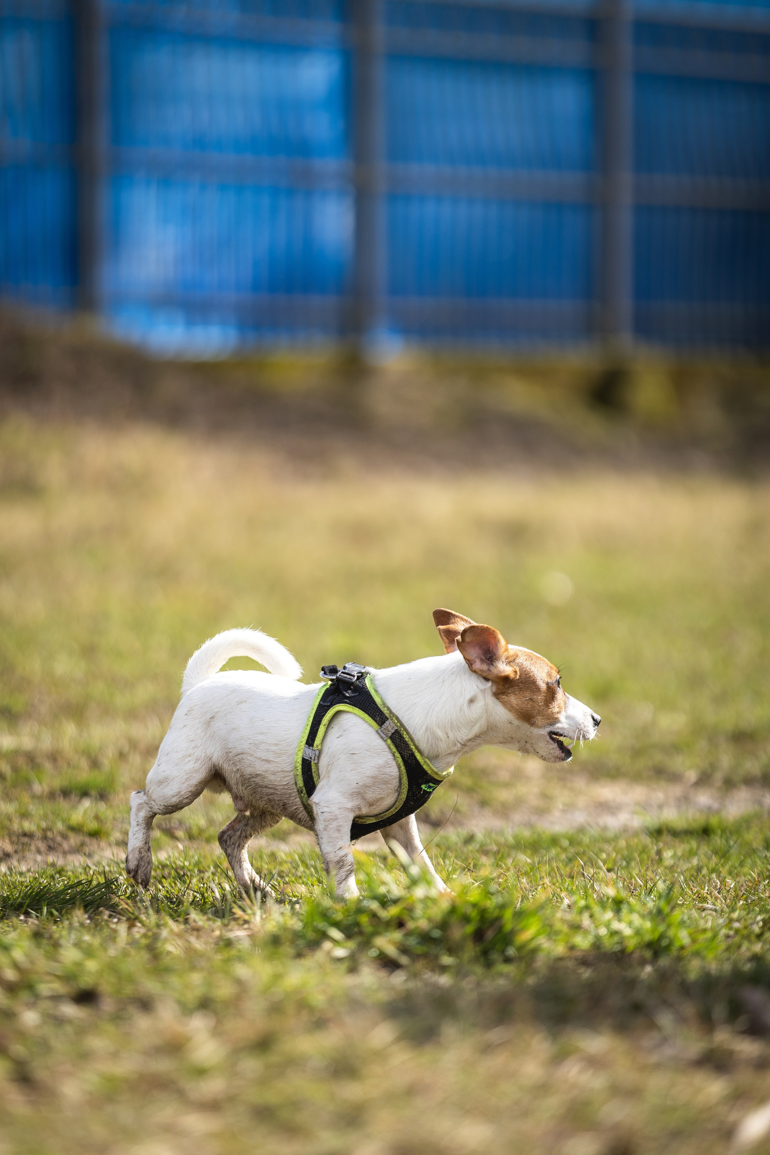 Догтуса 24.03.2024. Ирина Голомб|Фотограф-анималист в  Сочи и Калининграде