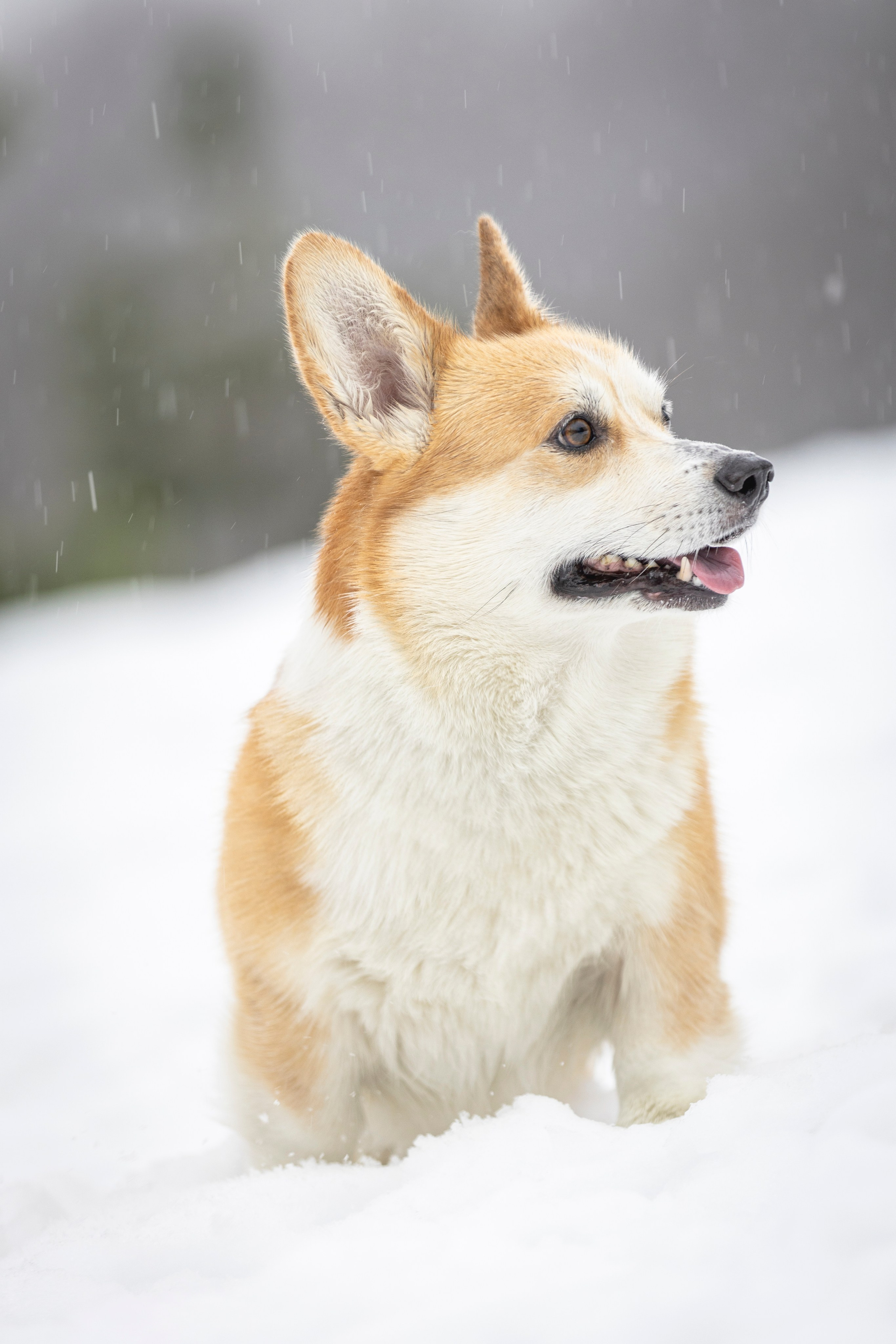 Гай, Корги-Пемброк. Ирина Голомб|Фотограф-анималист в  Сочи и Калининграде