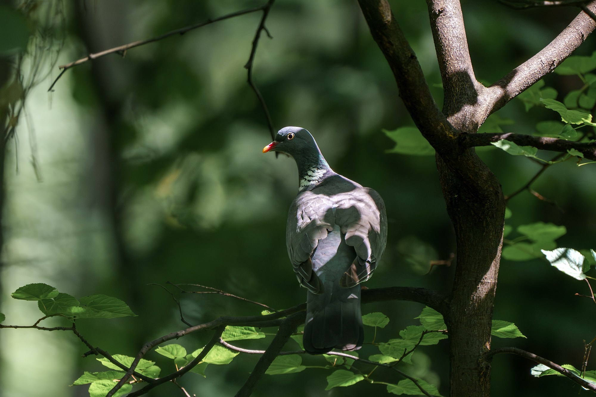 Удивительные мир птиц. Вокруг нас столько прекрасного — присмотритесь!. Ваш личный фотограф Марина Волкова