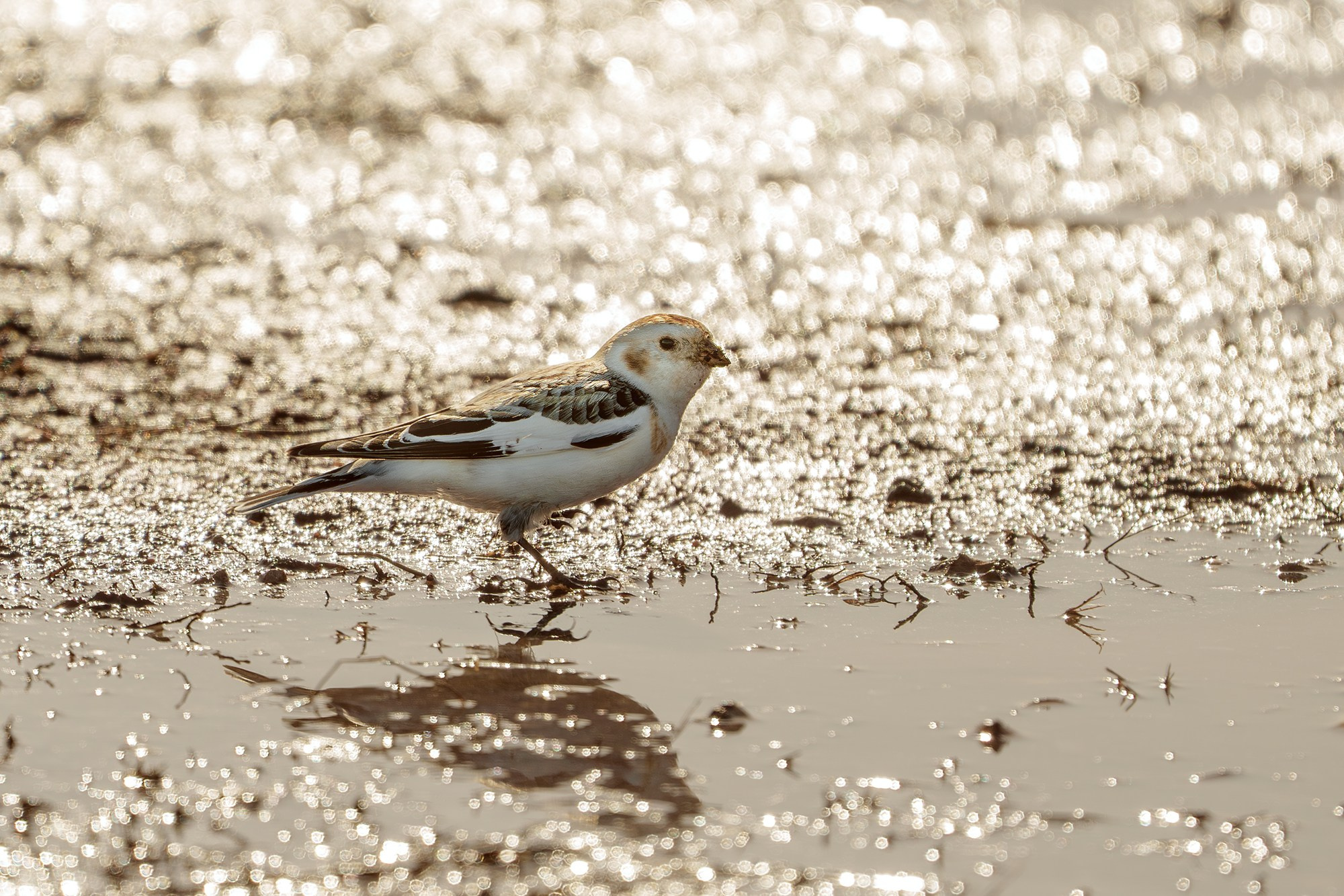 Удивительные мир птиц. Вокруг нас столько прекрасного — присмотритесь!. Ваш личный фотограф Марина Волкова