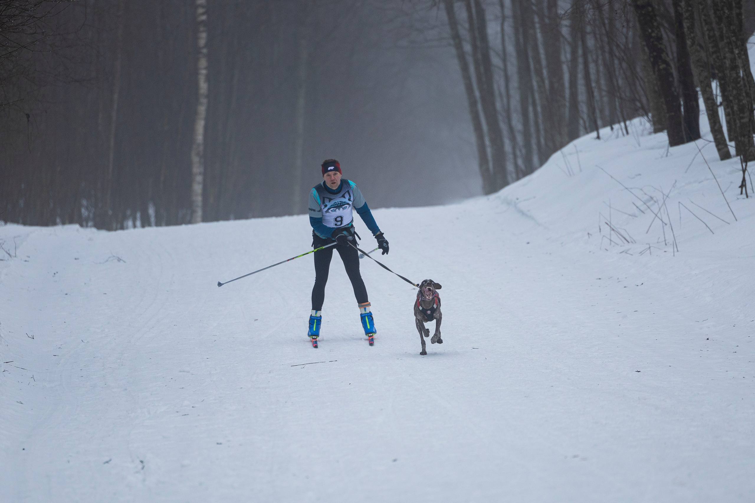 Зимний Чемпионат Санкт-Петербурга по ездовому спорту. Фотограф-анималист Анна Маринич