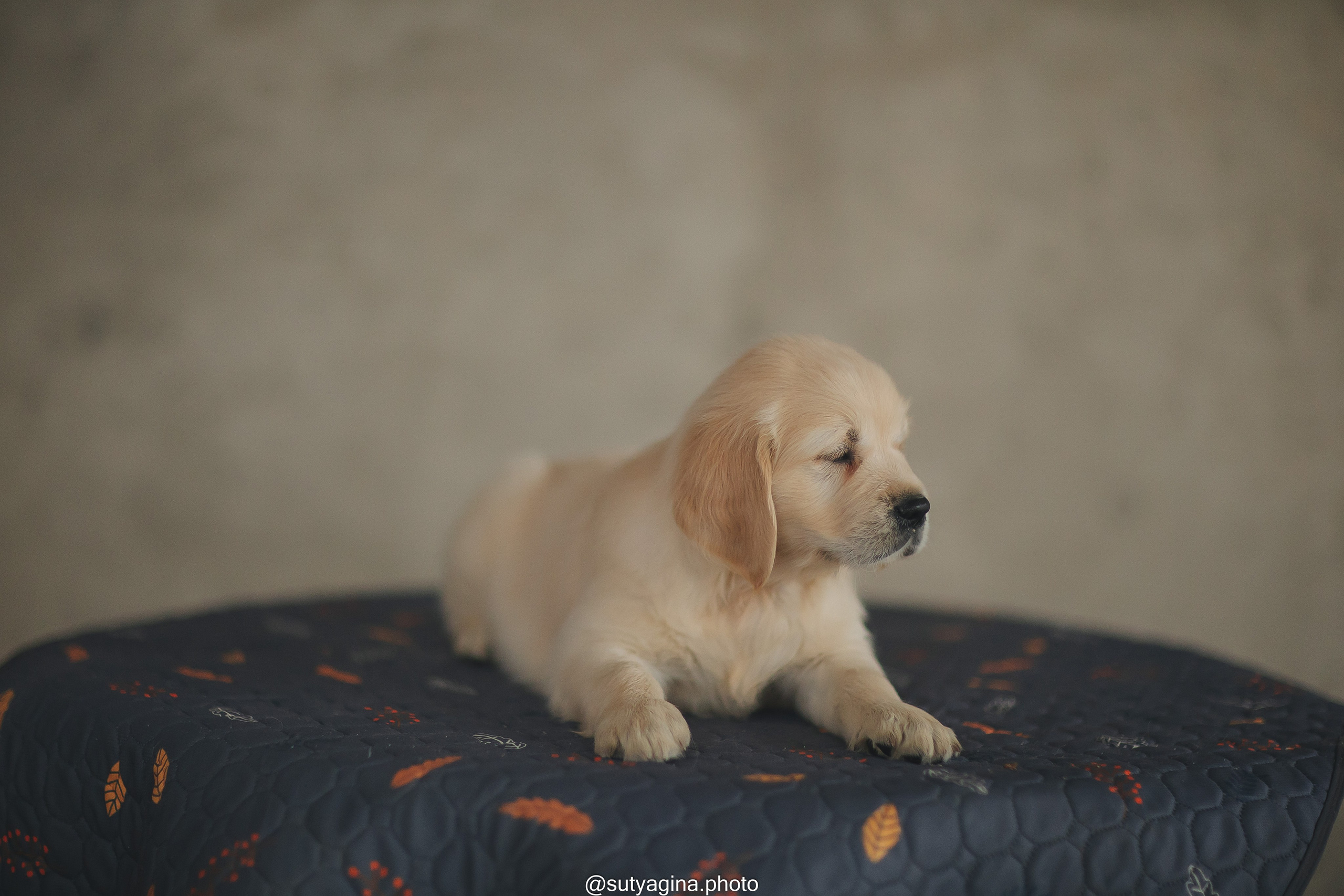 Серая лента. Свадебный и женский фотограф