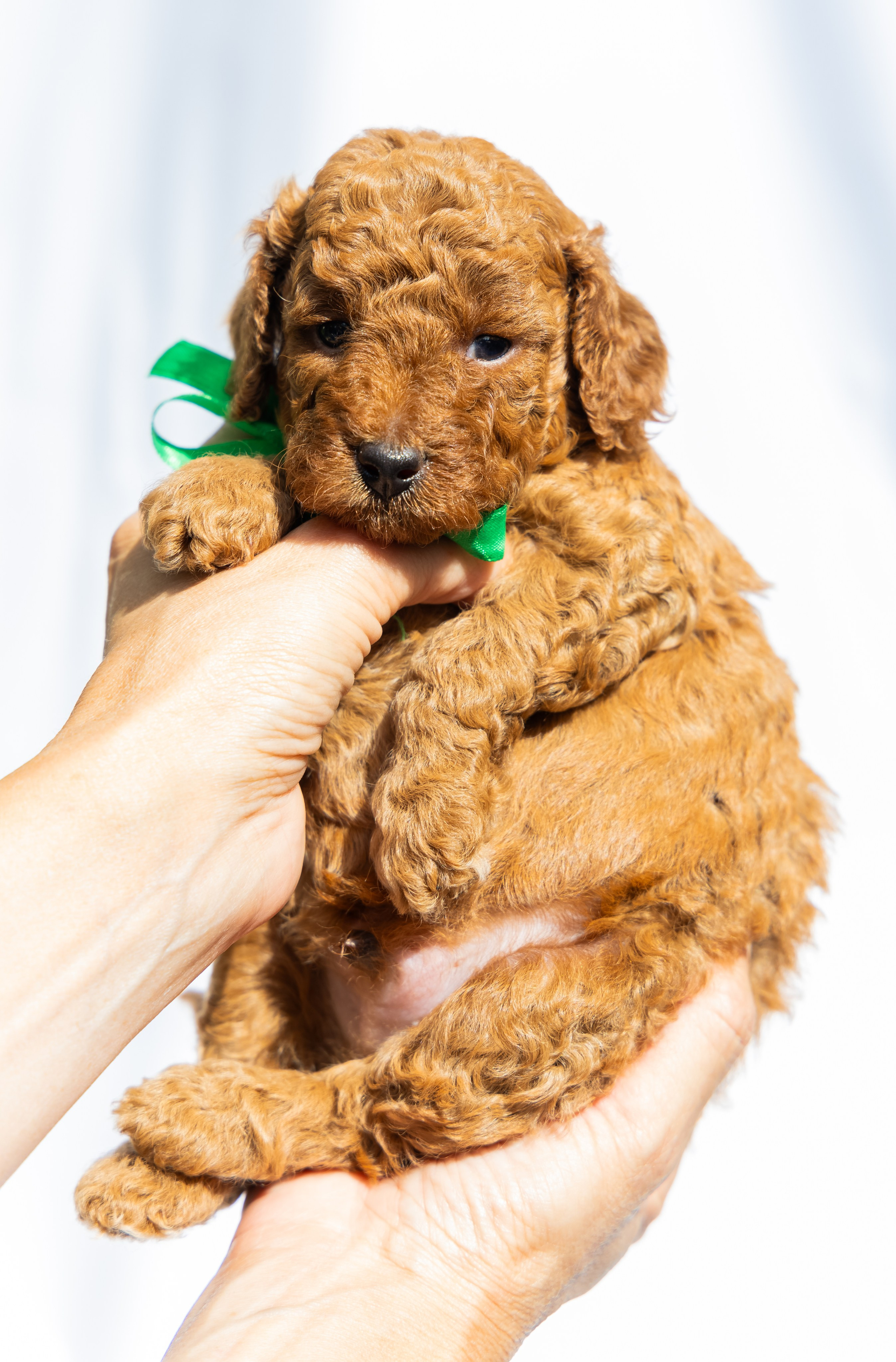 С животными. Фотограф-ретушёр