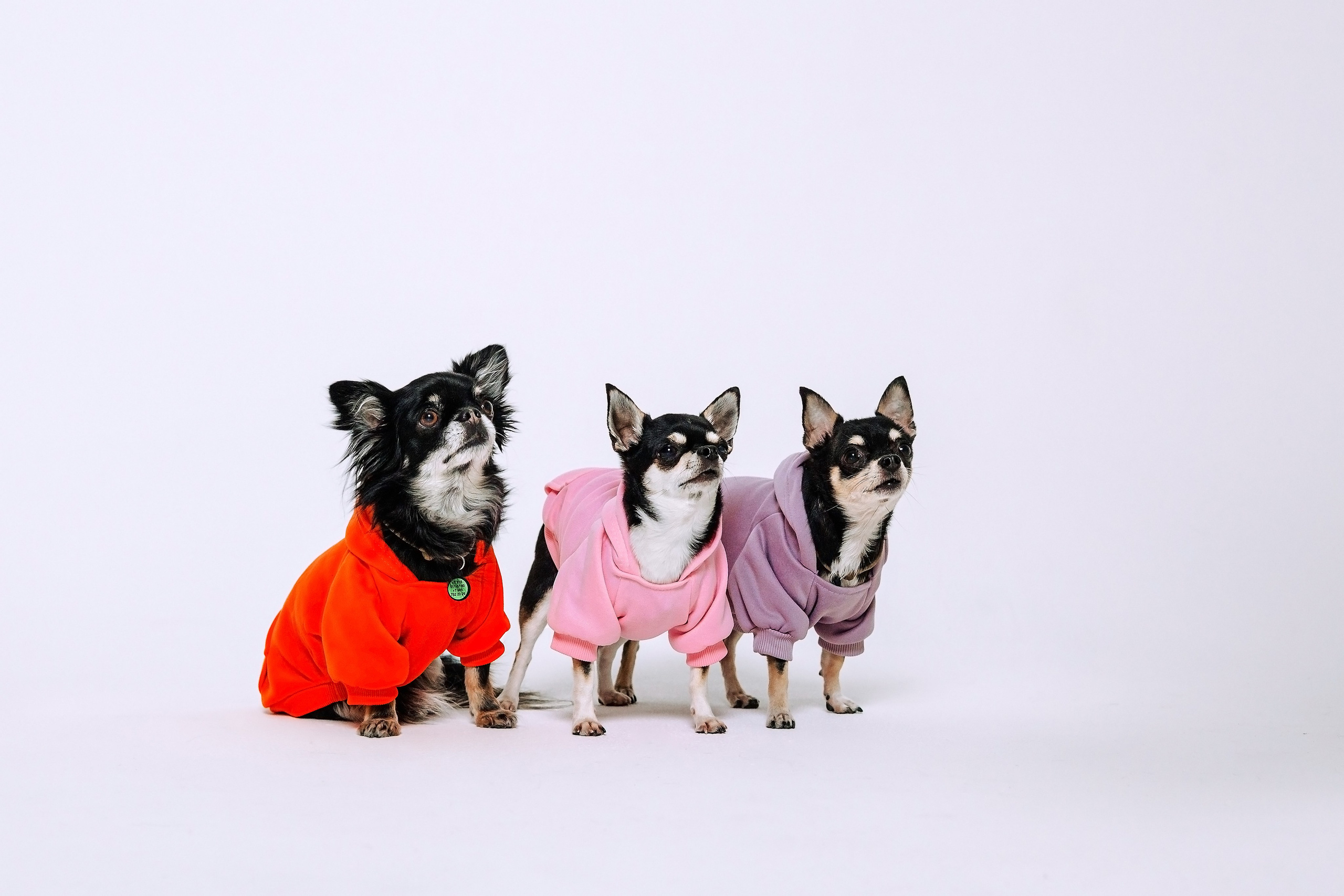 Семейная фотосессия. Фотограф-анималист Татьяна Степанова