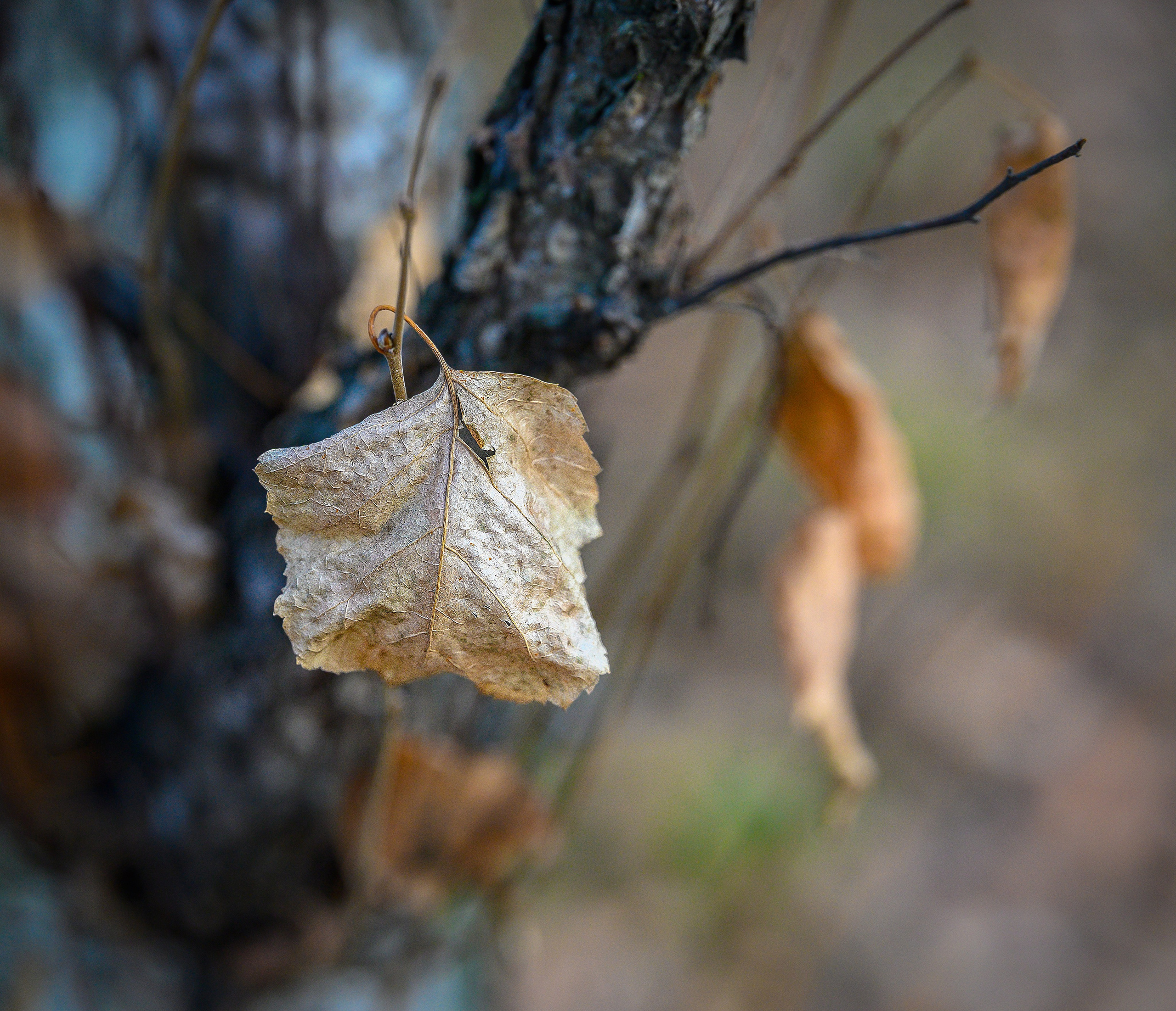Осень. FotoGraf