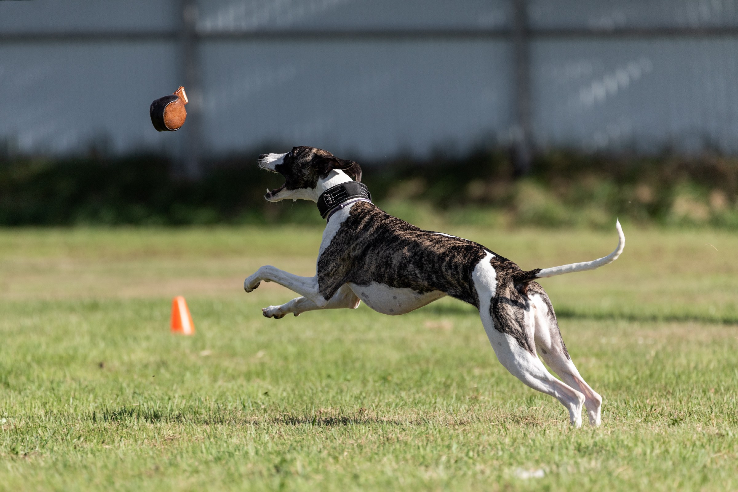 Дог-фризби. Irenephoto.ru