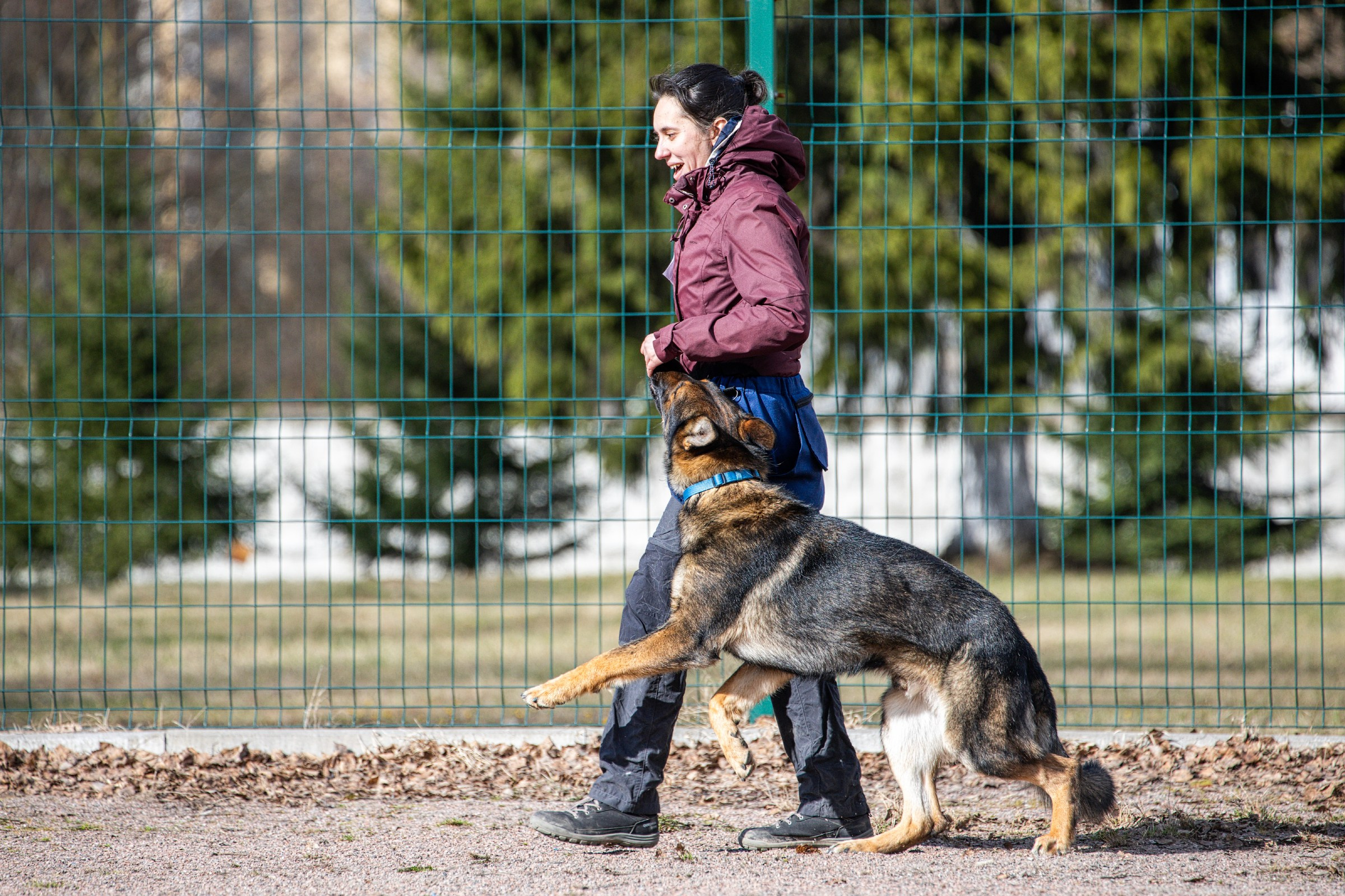 Соревнования «Пошагаем?» от школы дрессировки «Шаги». Irenephoto.ru