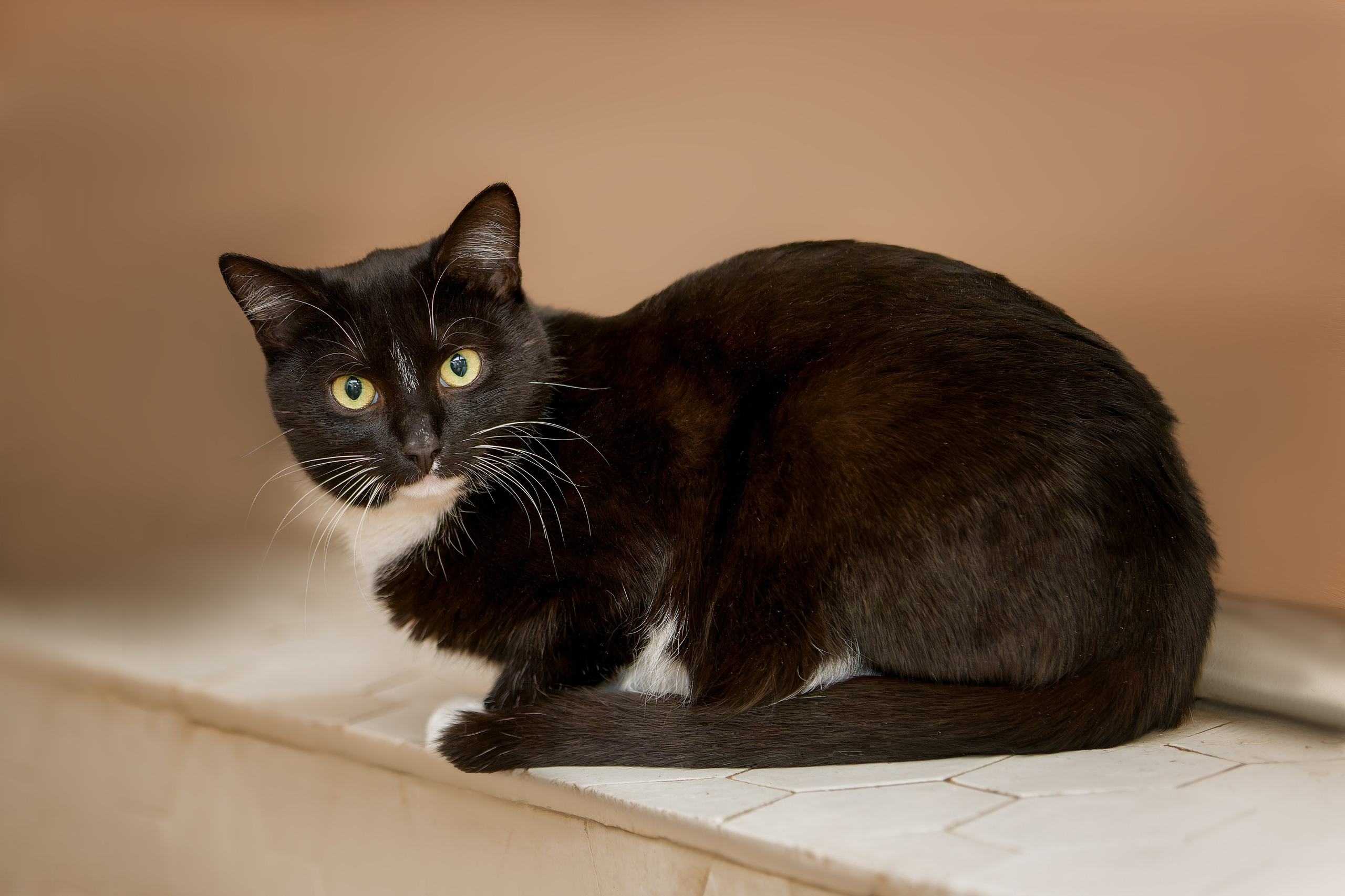 Кошки и котята в приютах. Irenephoto.ru