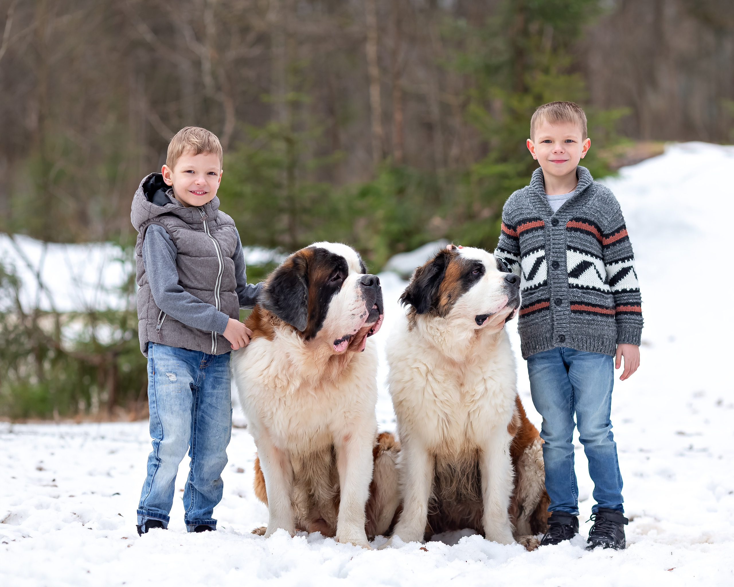Два сенбернара с детьми