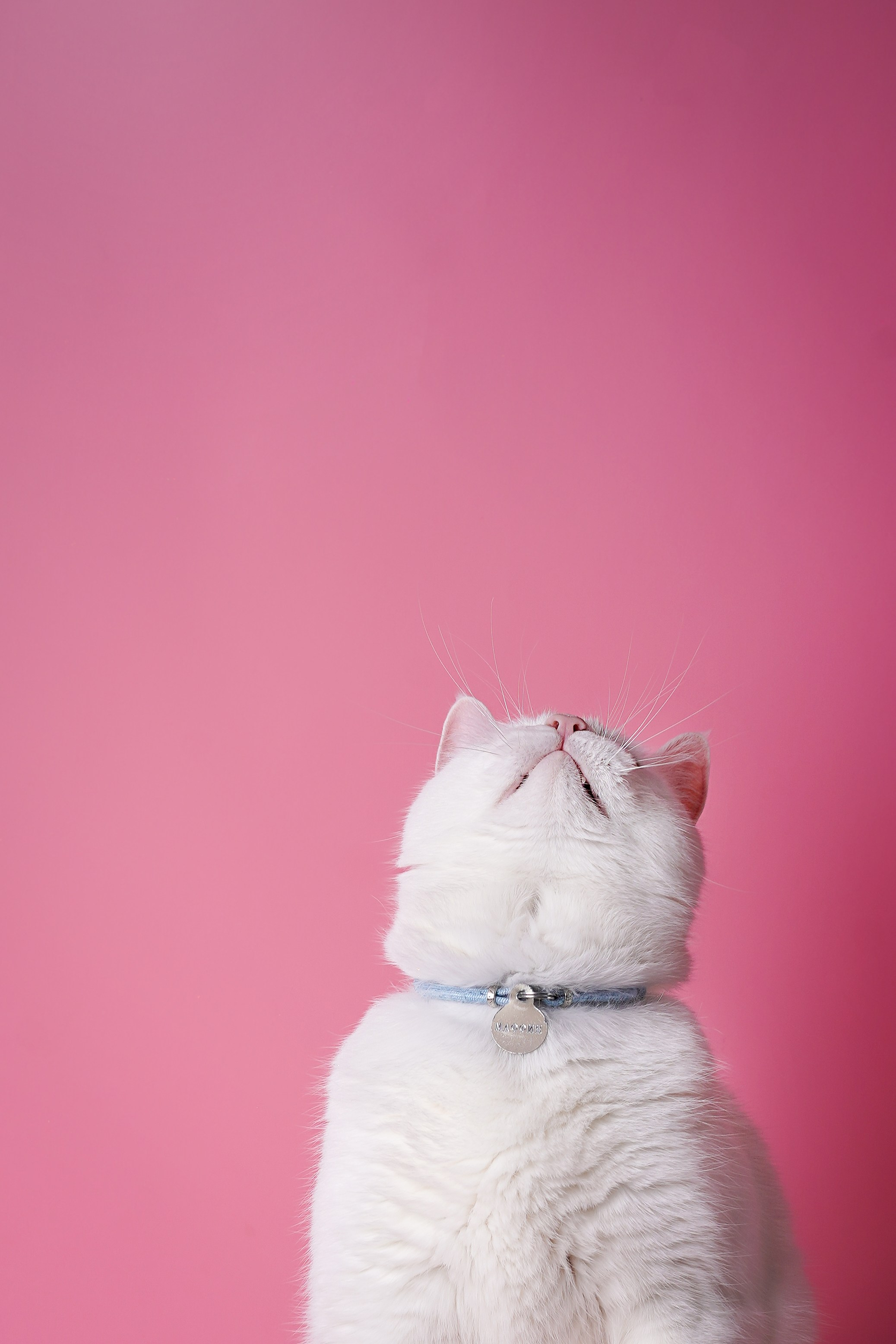 Маффин и Сэм. Фотограф-анималист в Санкт-Петербурге Яна Мартынова