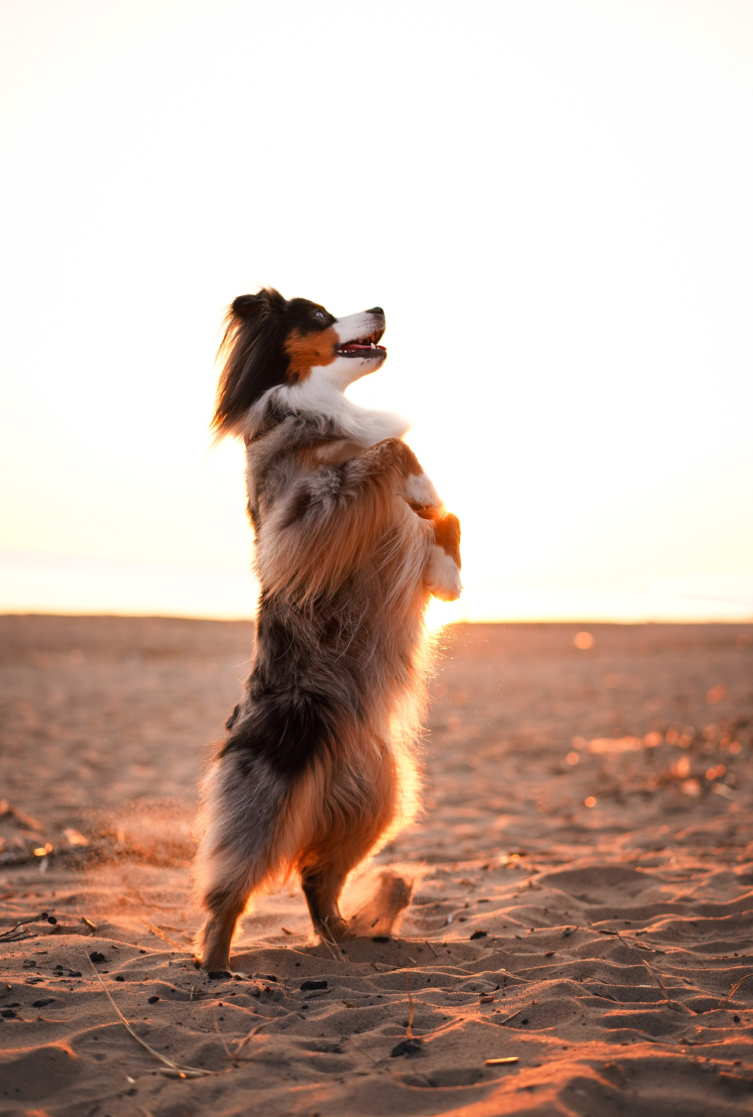 Алиса и Джокер. Фотограф-анималист в Санкт-Петербурге Яна Мартынова