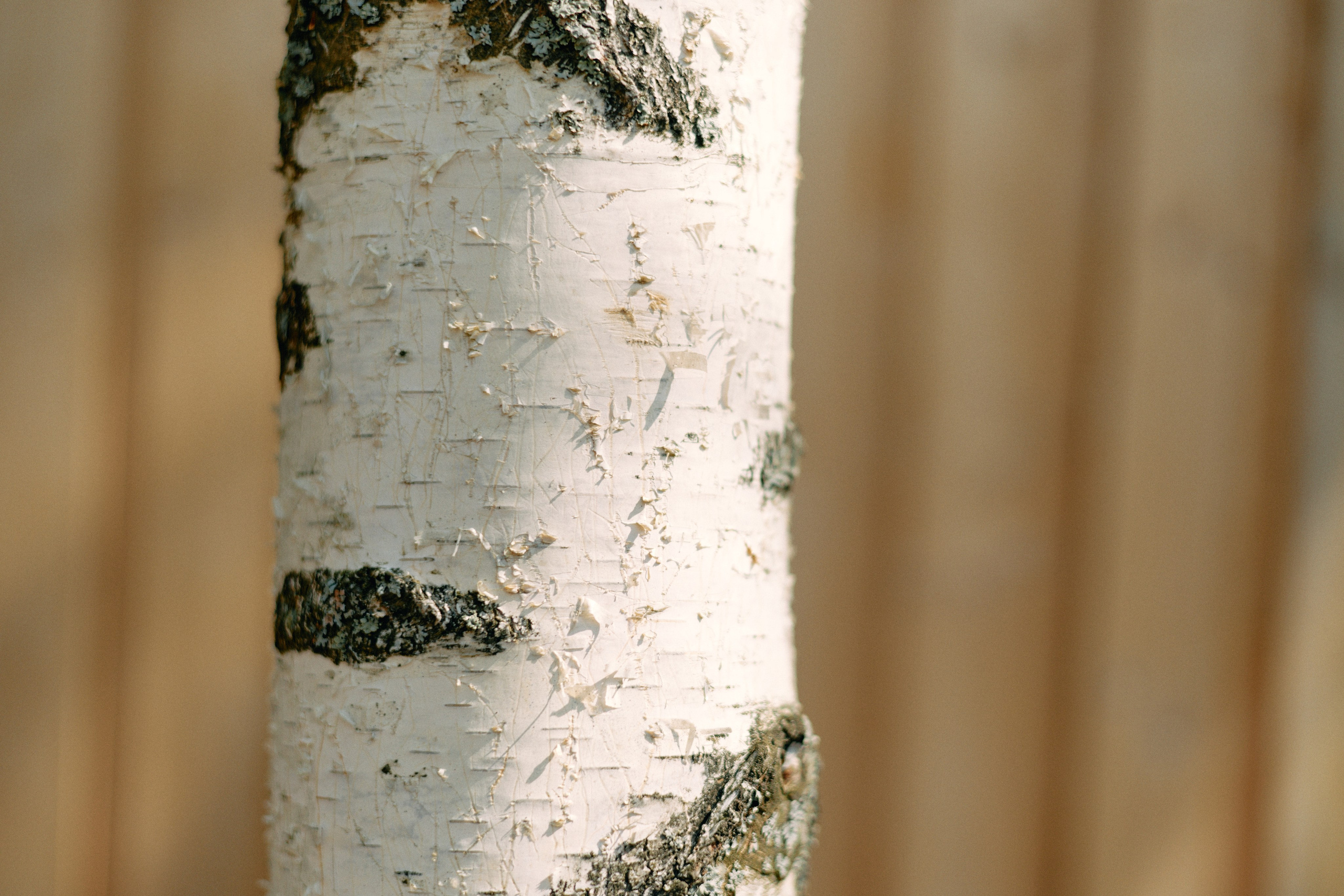 Бутик-отель Поле летом. Профессиональный Фотограф во Владимире, в Москве и в Суздале — Полина Романычева