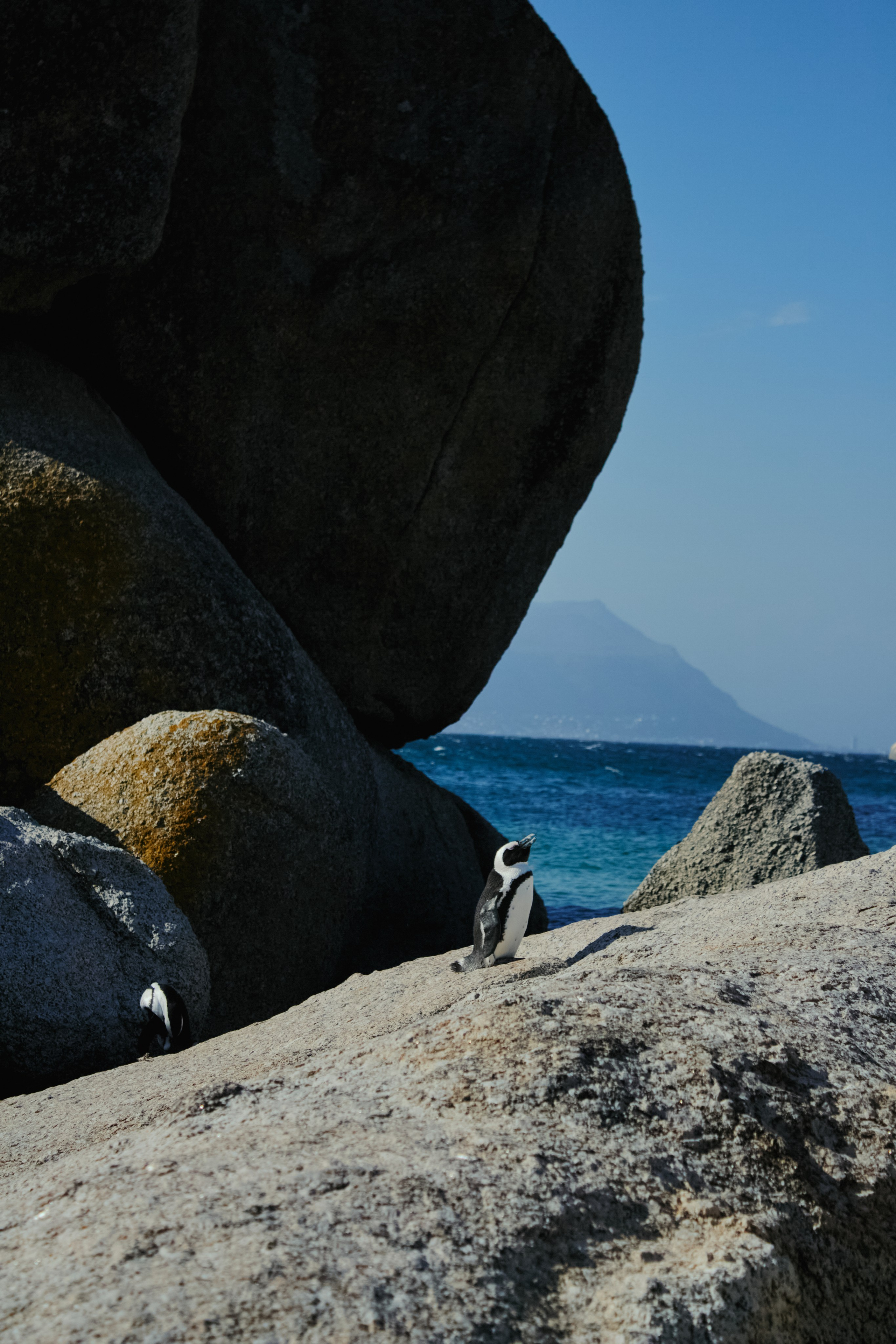 ЮАР. Профессиональный Фотограф во Владимире, в Москве и в Суздале — Полина Романычева