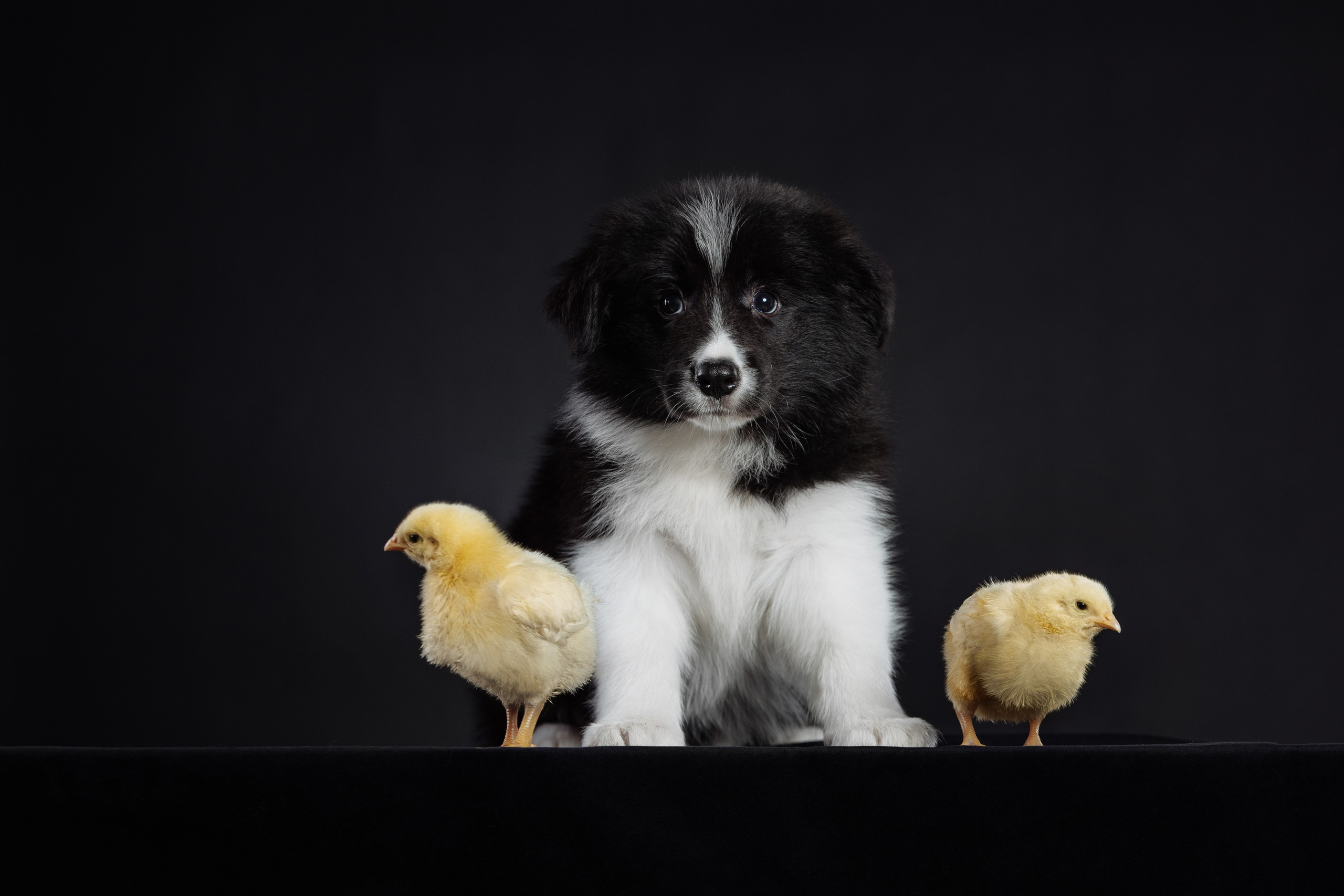 С цыпами. О нас