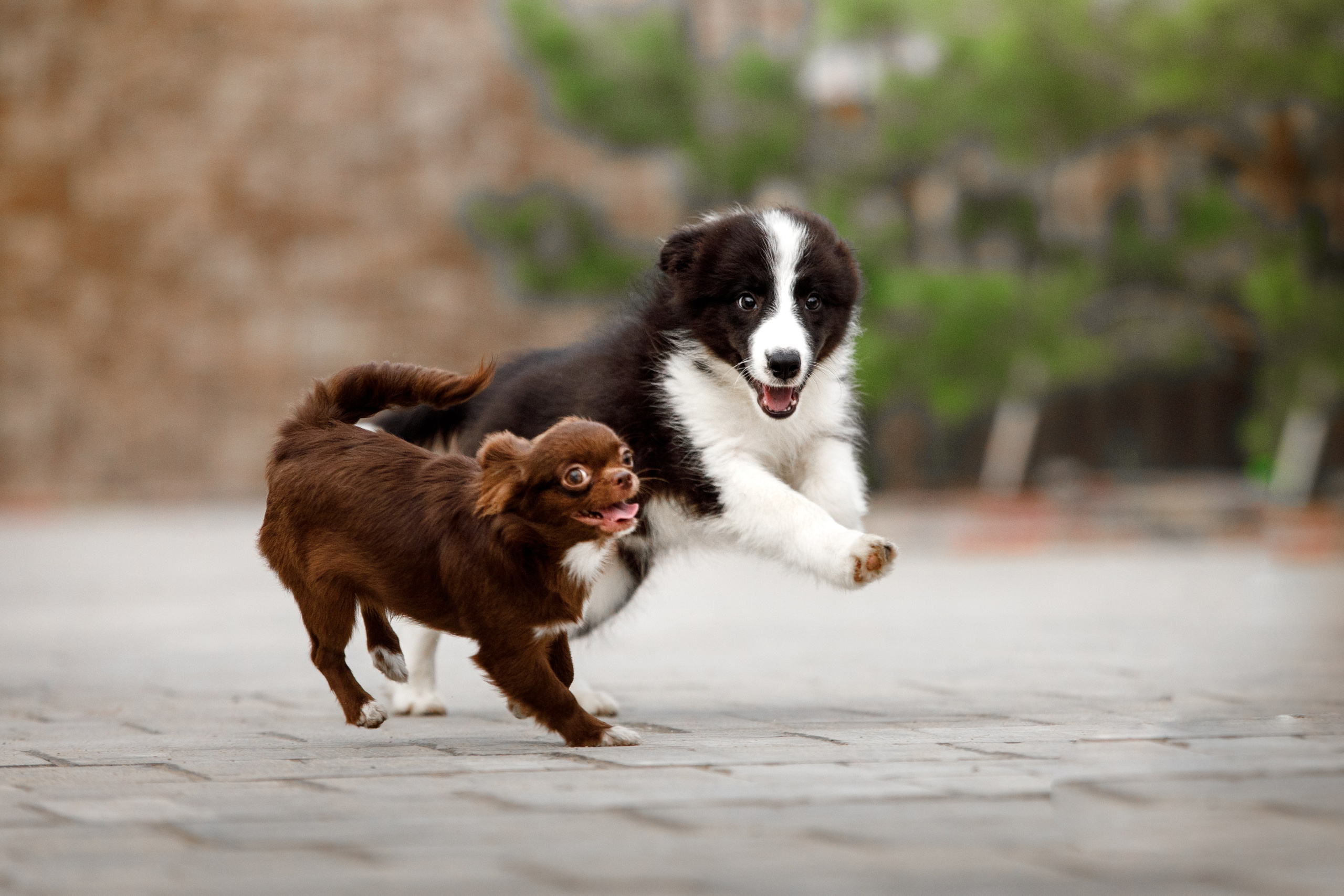 Болтовня в саду. О нас