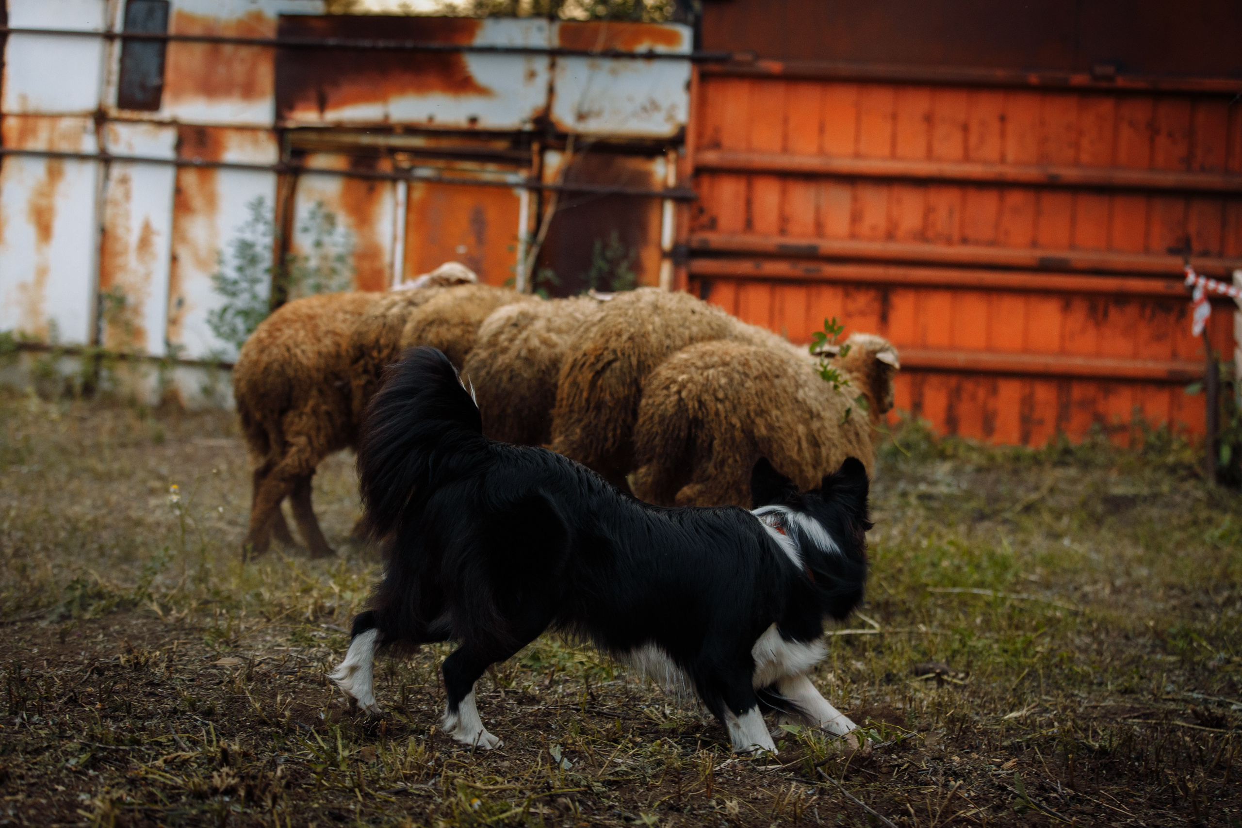 Овечий день. О нас