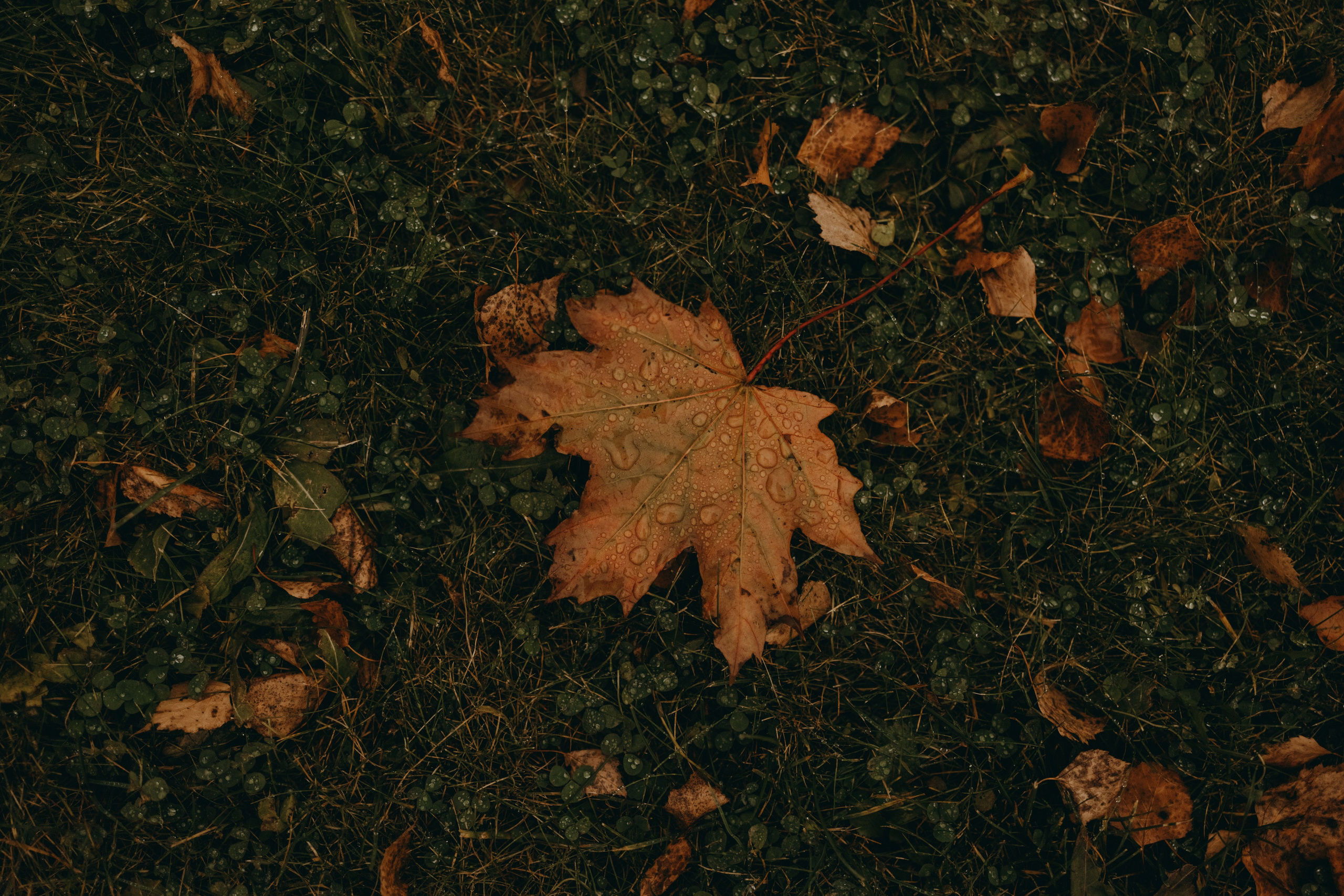 Женя и ее девочки. Фотограф — Анималист | Санкт-Петербург