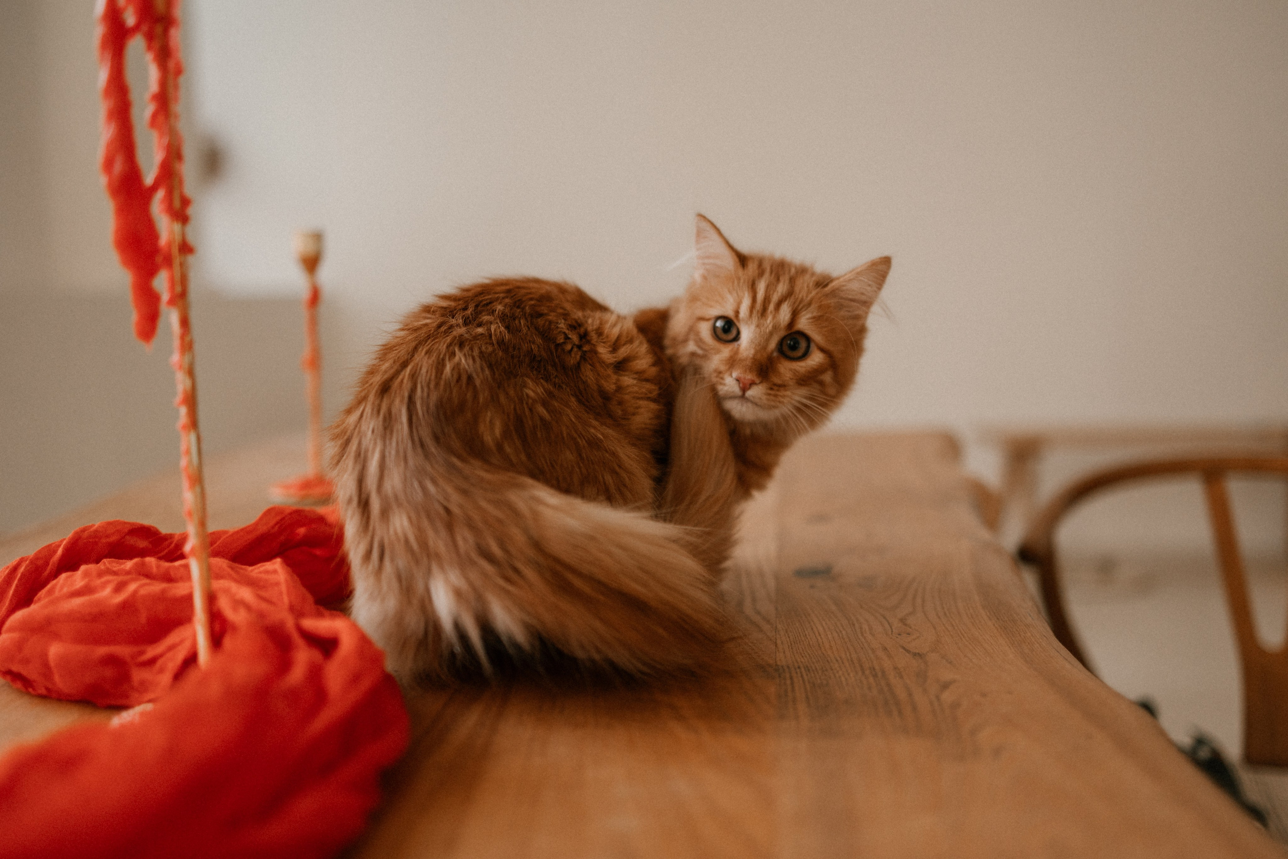 Камилла и ее девочки. Фотограф — Анималист | Санкт-Петербург