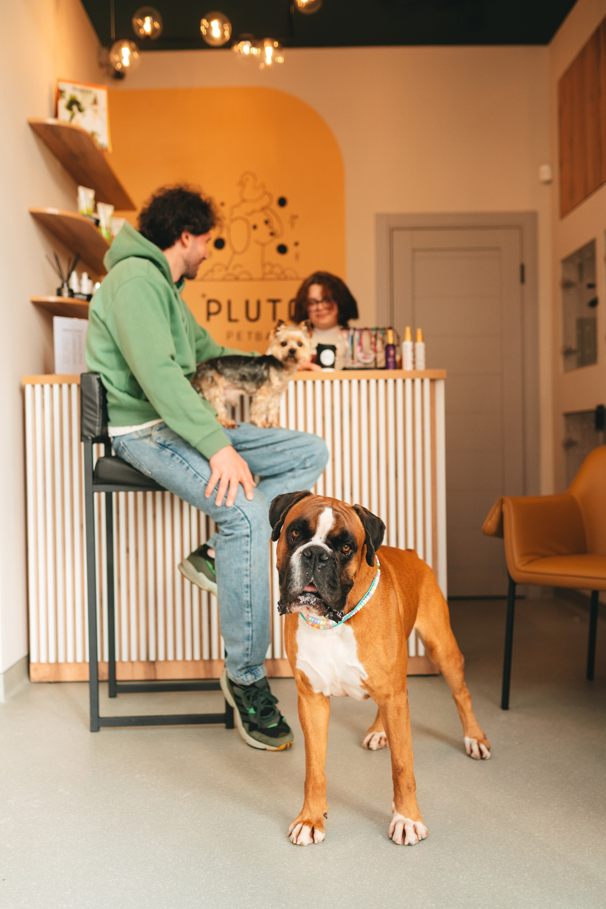 Груминг — салон. Фотограф анималист Осипчикова Мария