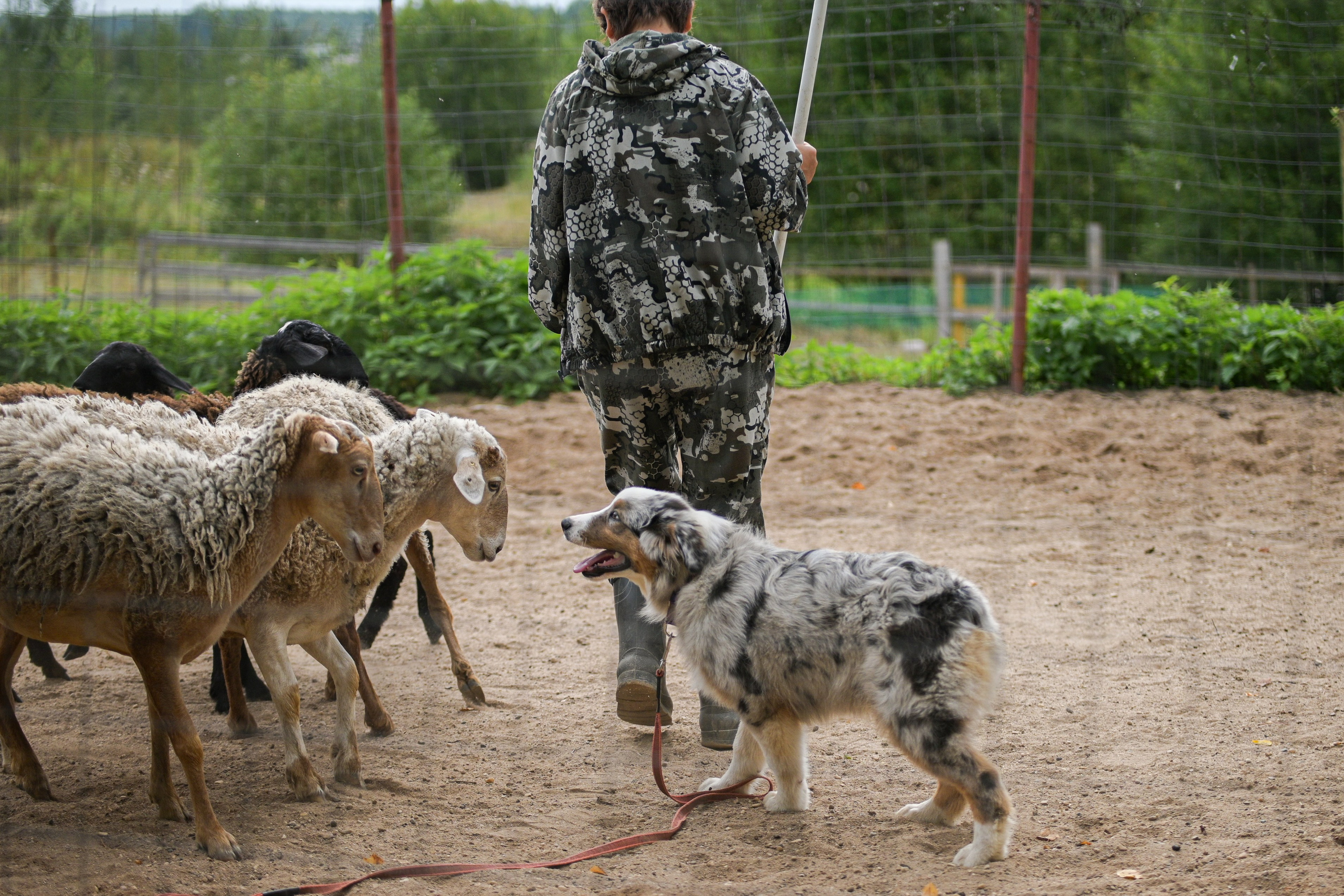 Пастьба собак. Творческий фотограф Вологда