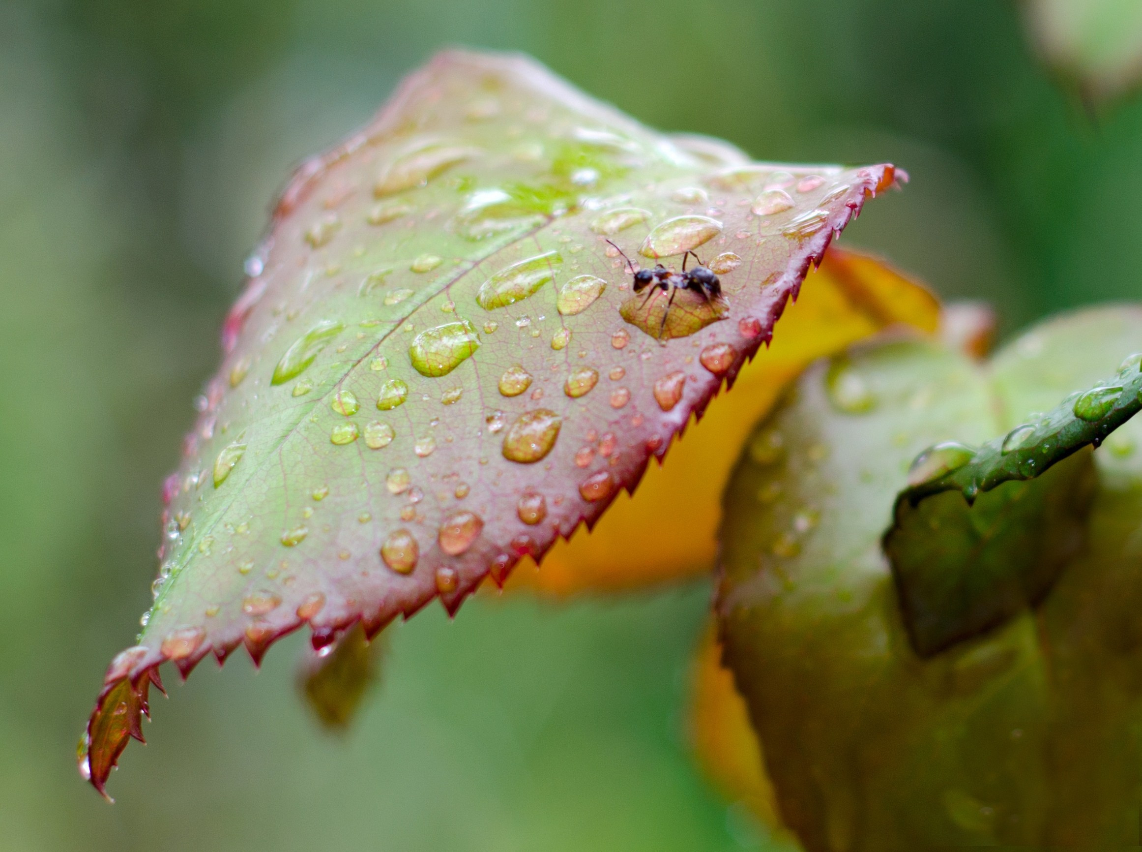 Фотограф Севастополь/Крым Светлана Евтушенко