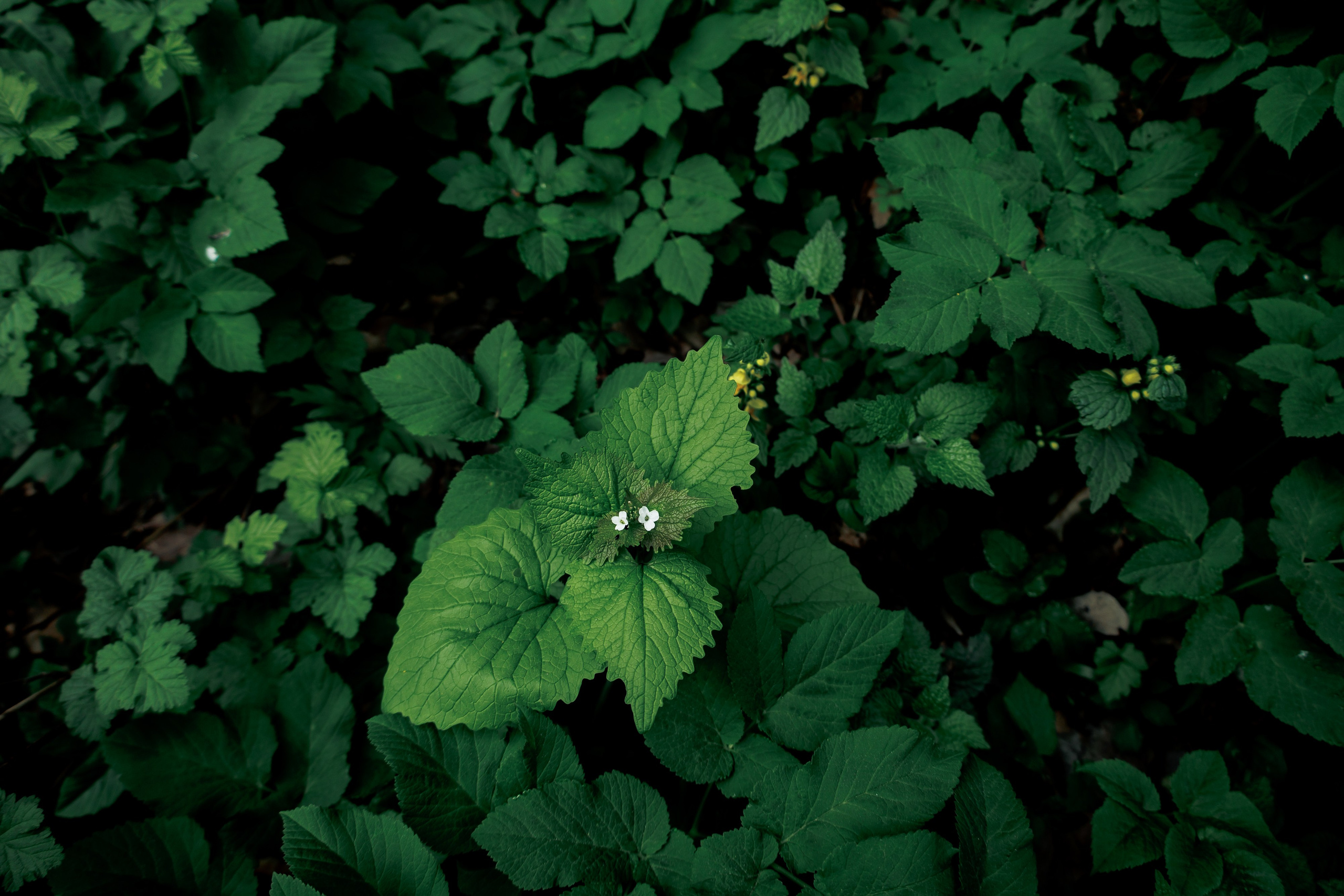 Адыгея. Водопады Руфабго 13.04.24. Фотограф katya_vkadre Таганрог