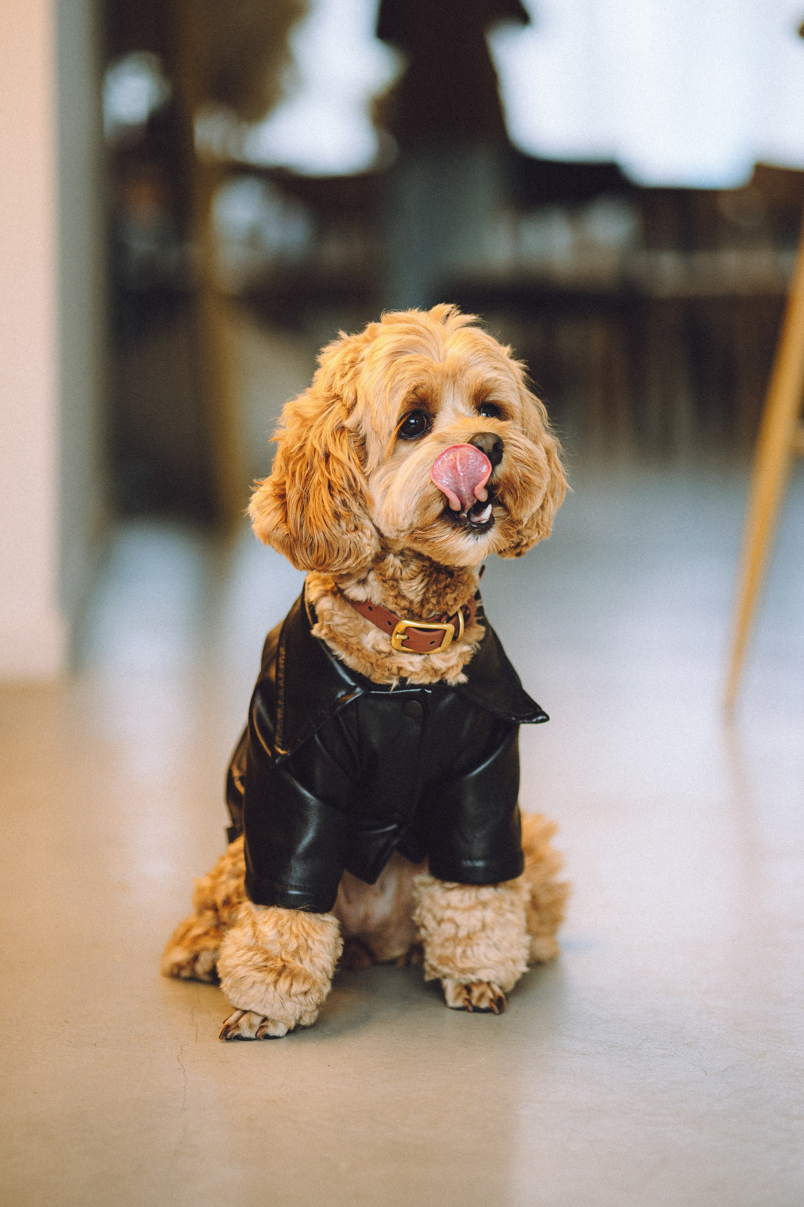 День Рождения пуделя Глаши