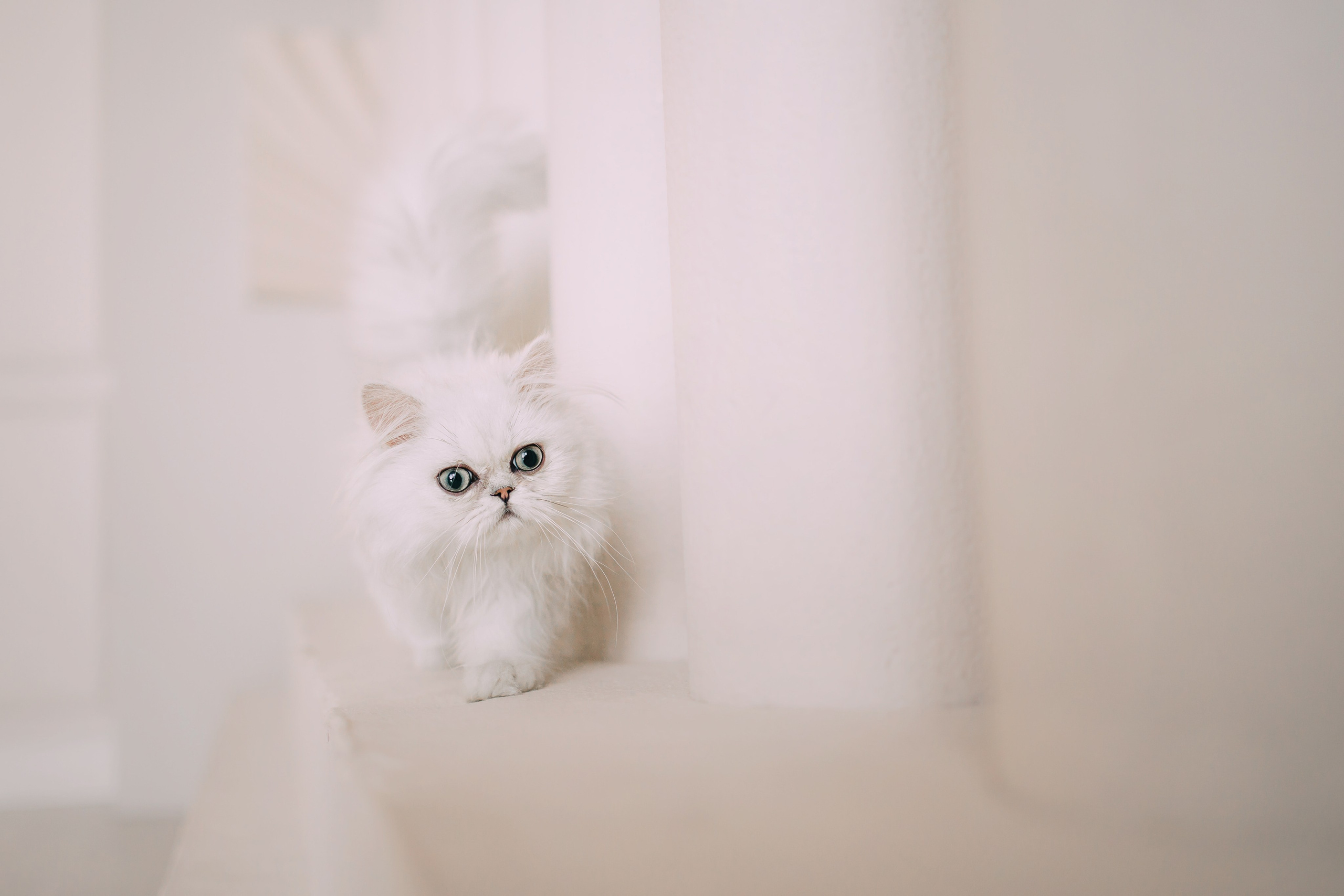 Султан, Мэй Мэй и Шанталь и их семья