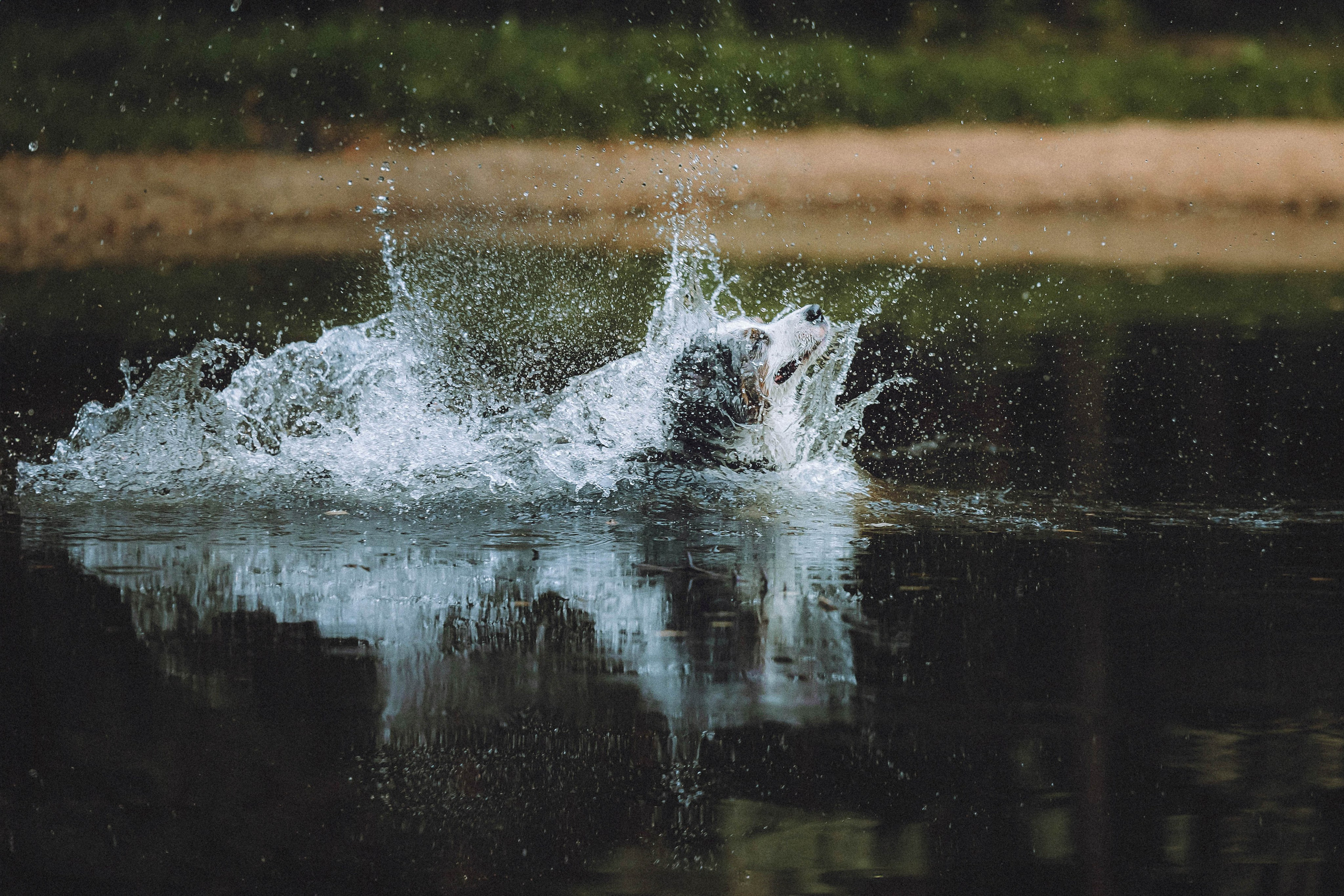Лена, Принц и Фенек