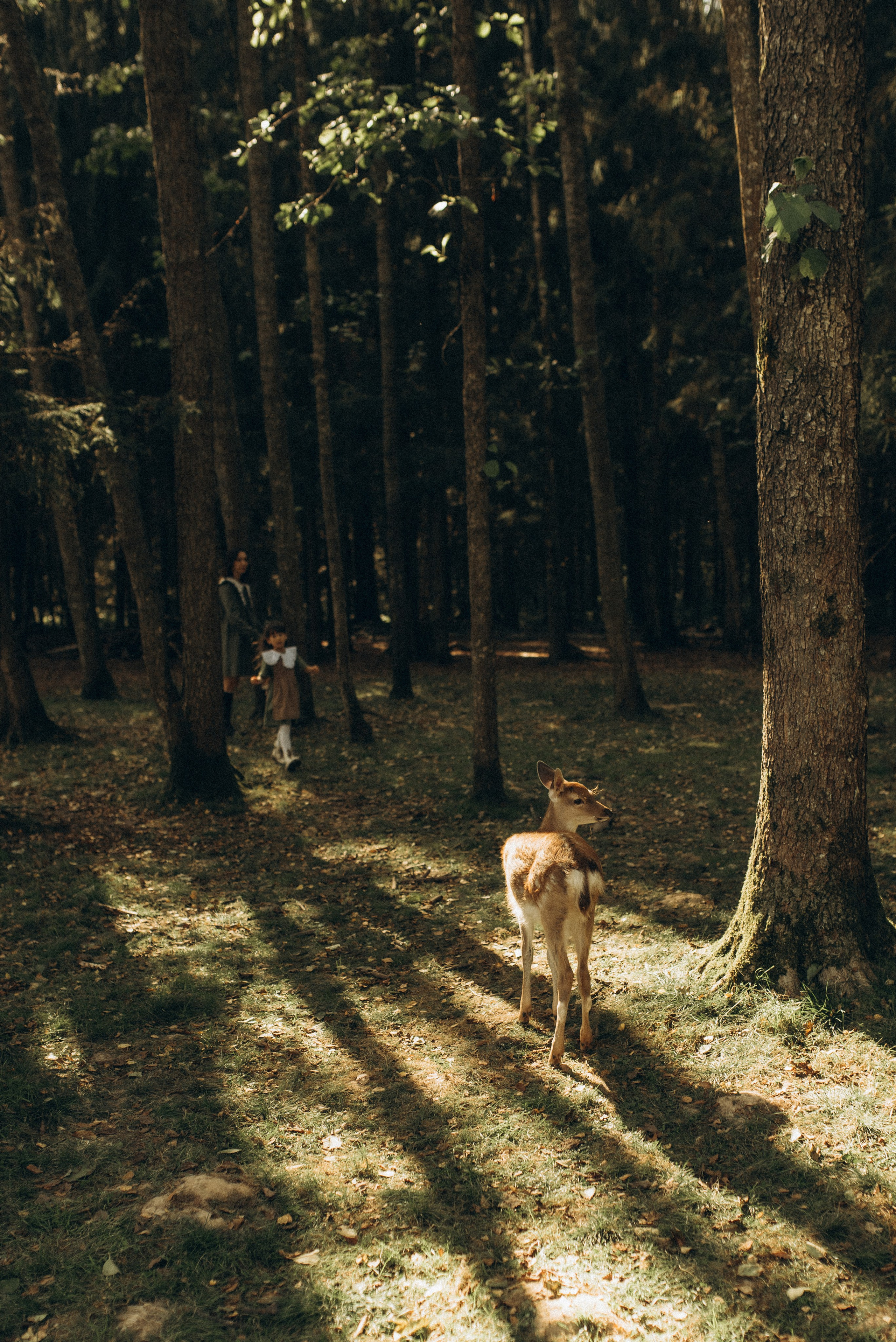 Прогулка к оленям. Семейный фотограф в Москве Екатерина Север